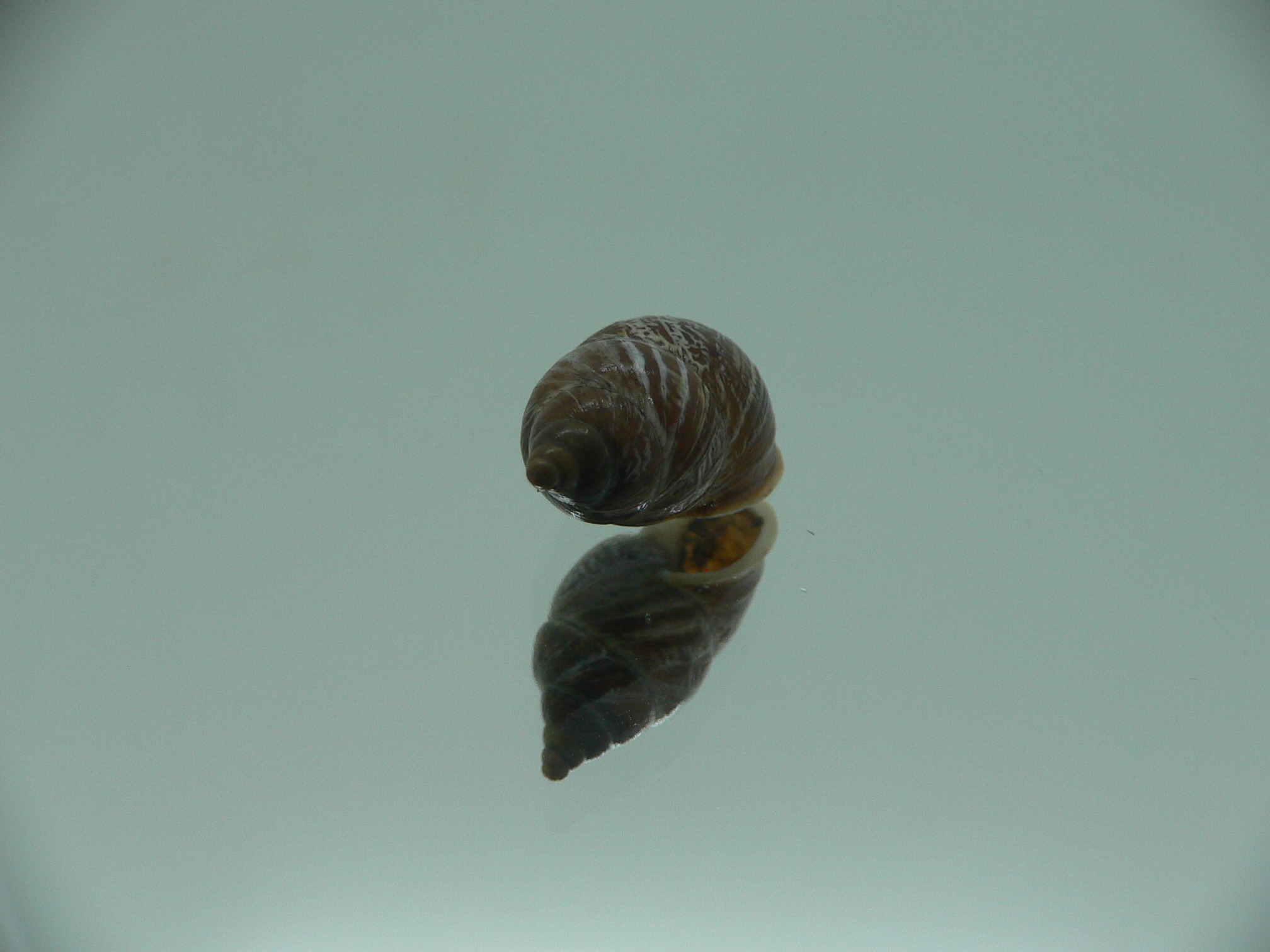 Pupinidius obrutschewi contractus ENDEMIC