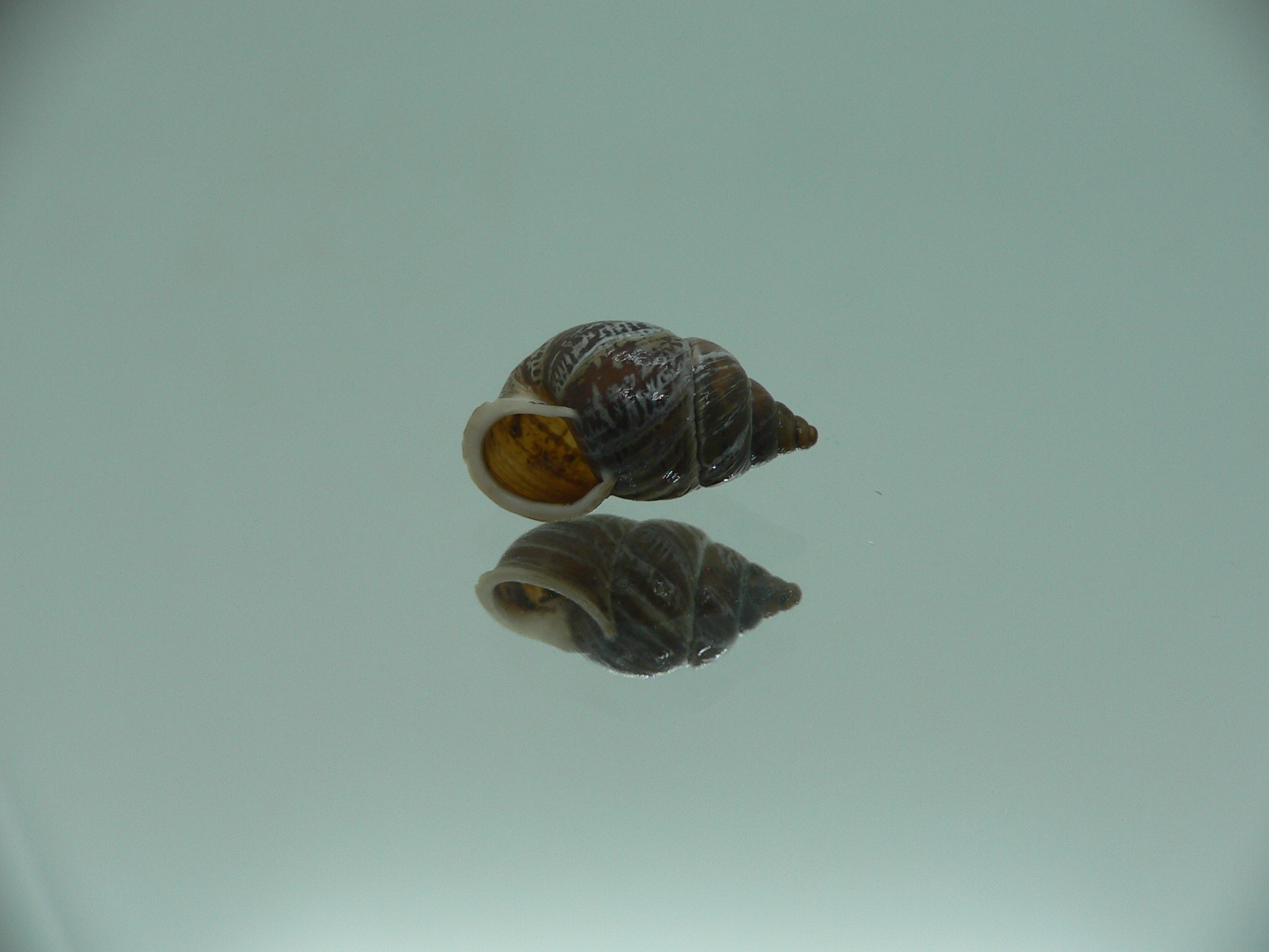 Pupinidius obrutschewi contractus ENDEMIC