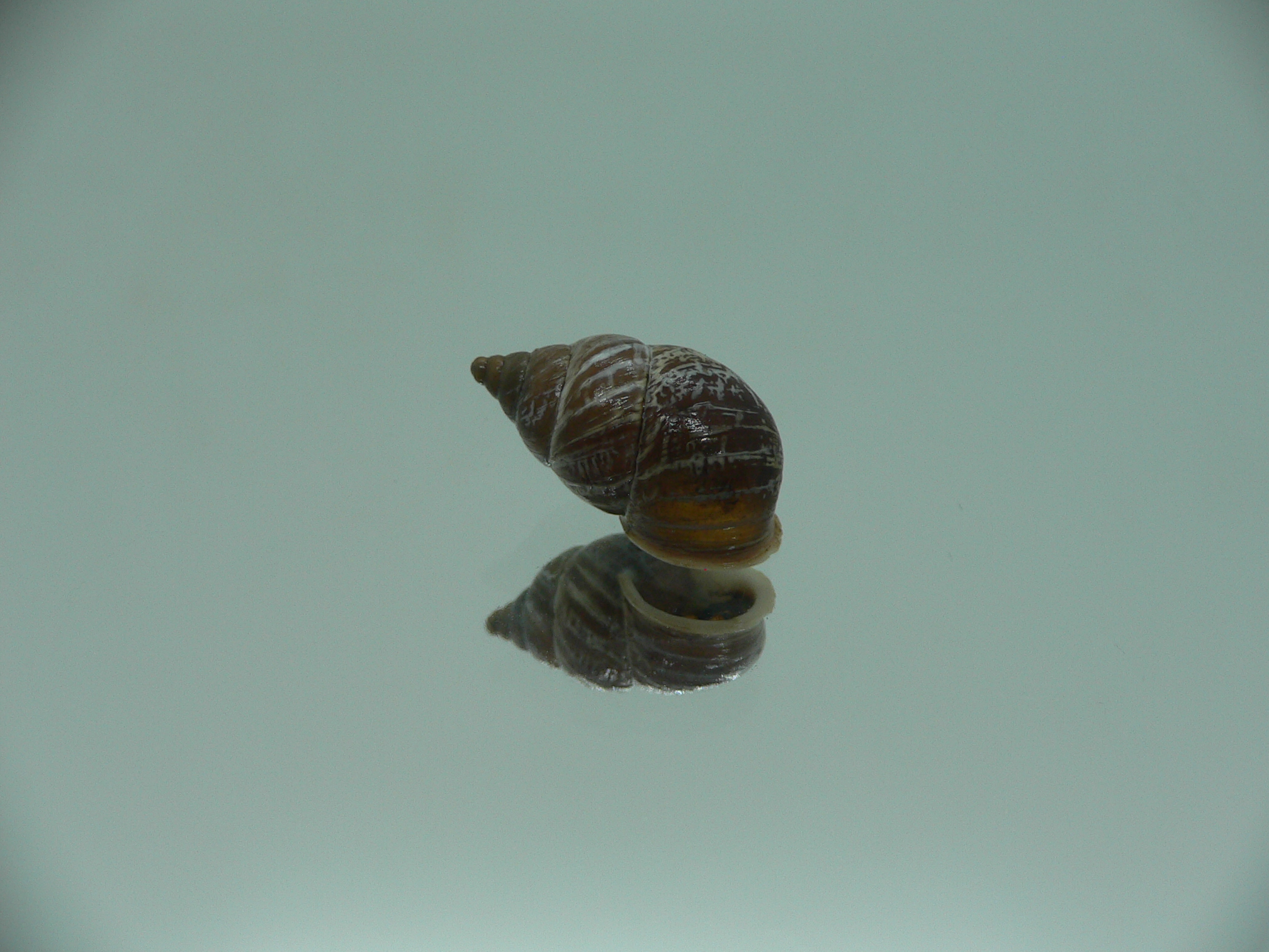Pupinidius obrutschewi contractus ENDEMIC
