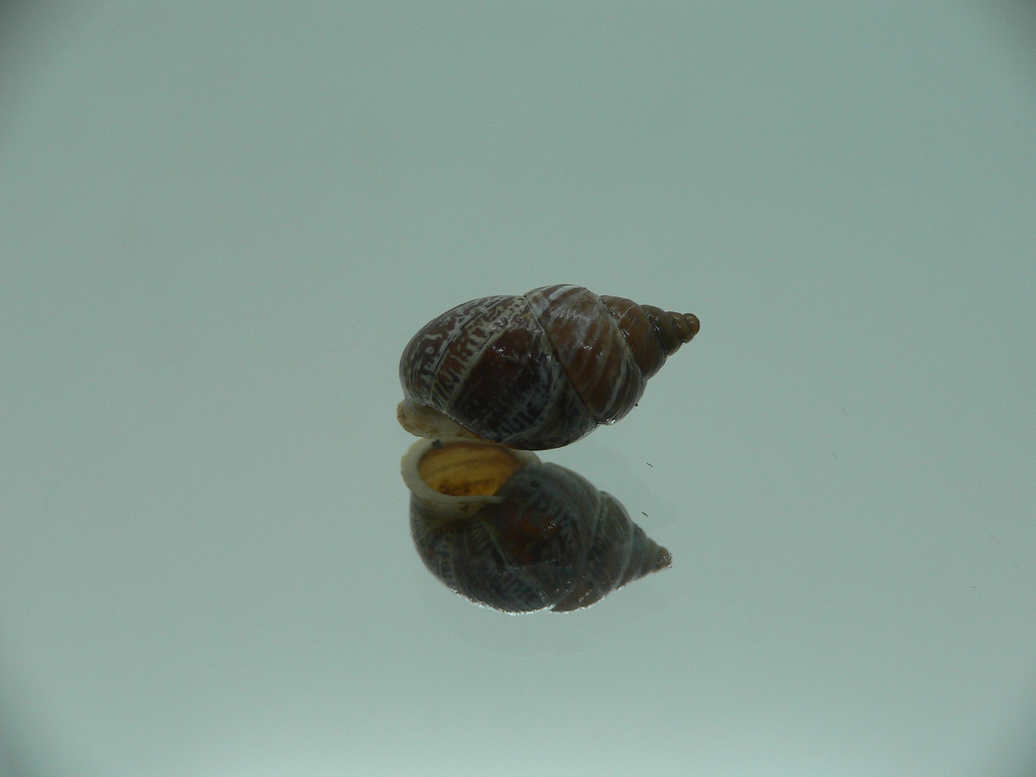 Pupinidius obrutschewi contractus ENDEMIC