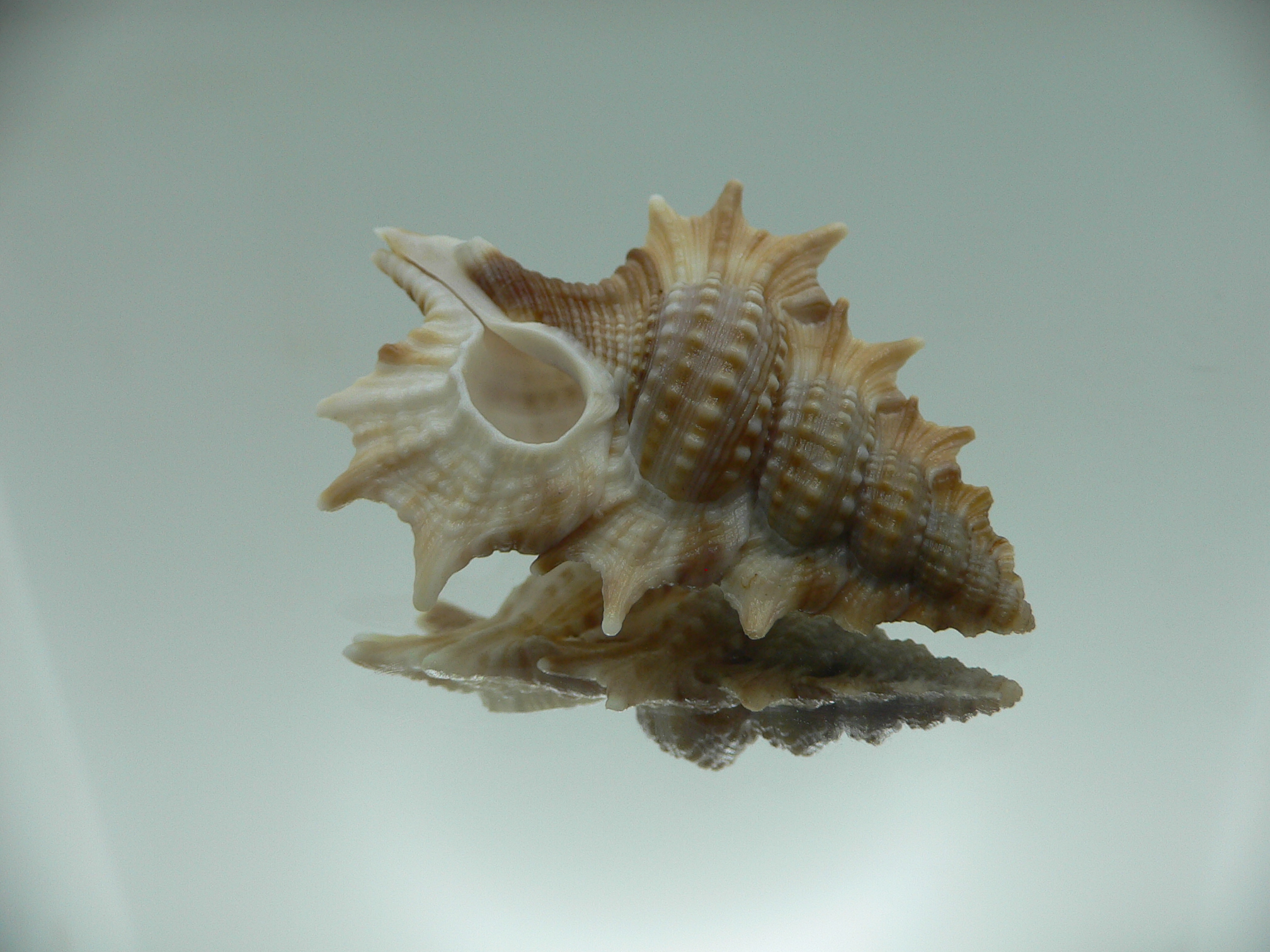 Biplex aculeata COLOR