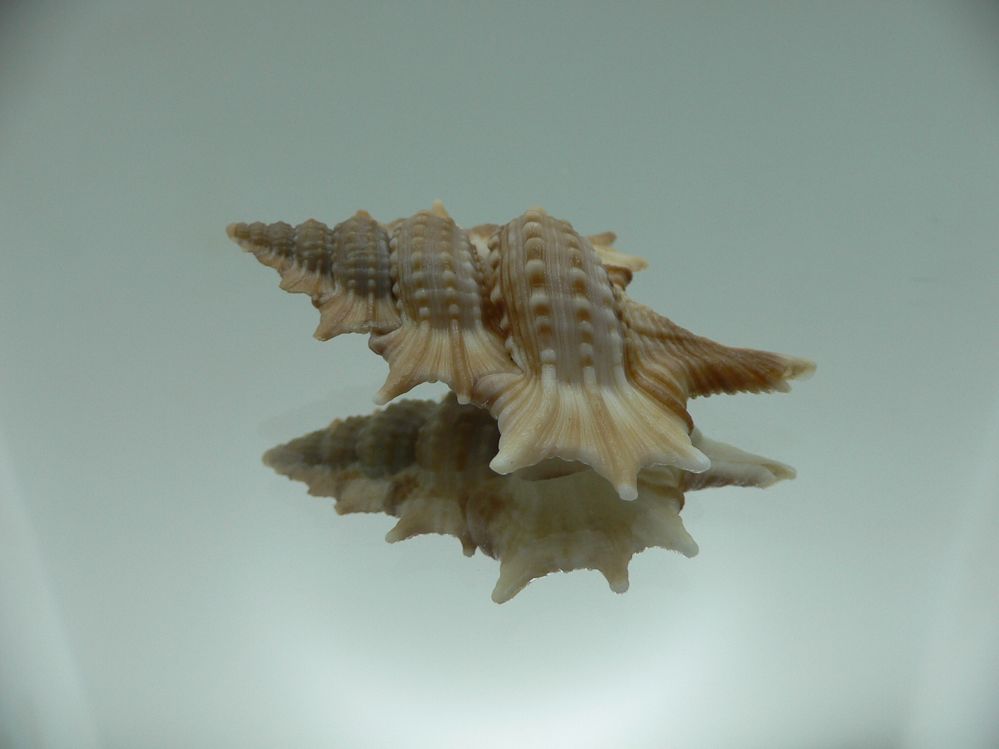 Biplex aculeata COLOR