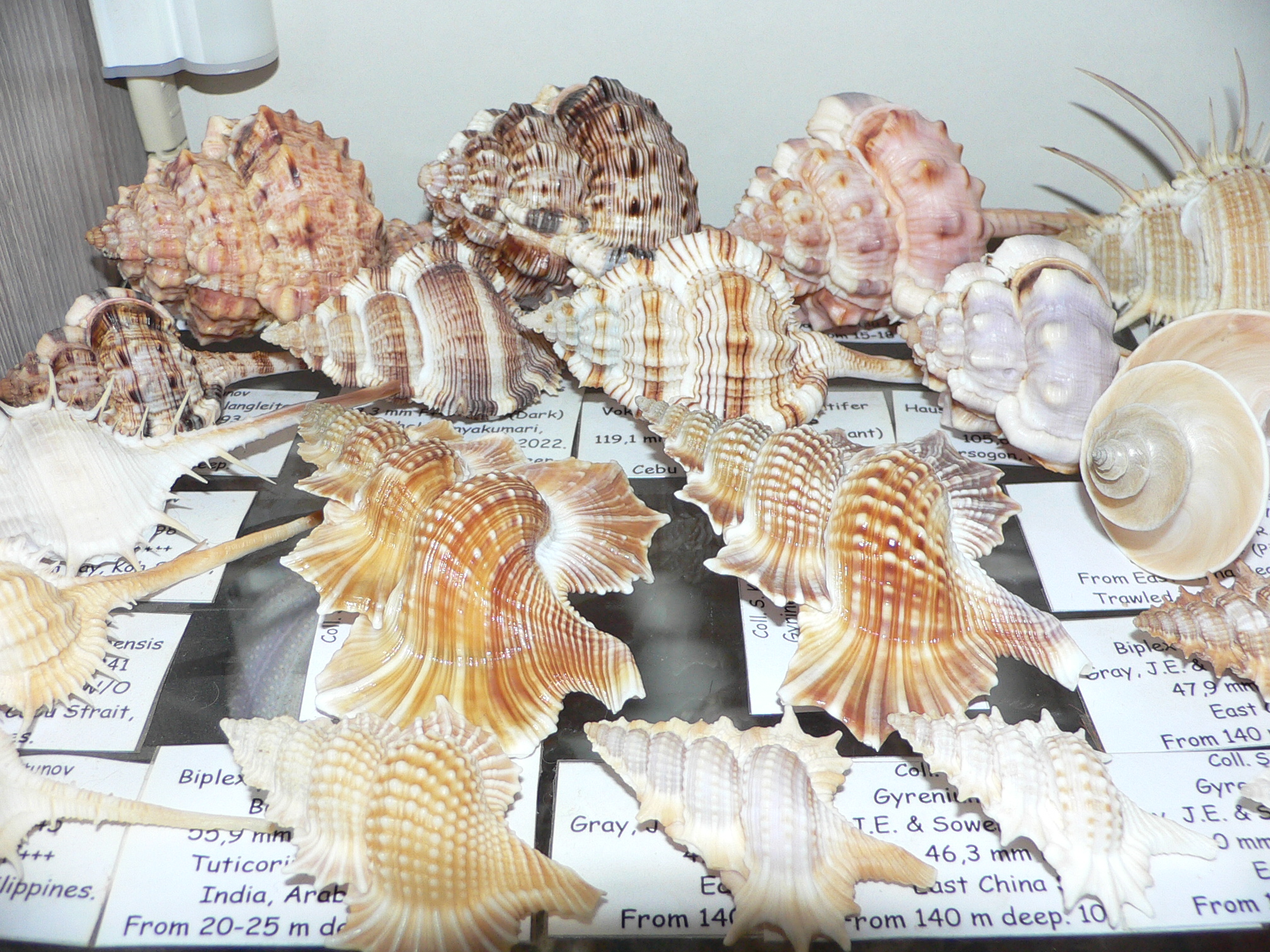 Biplex aculeata COLOR