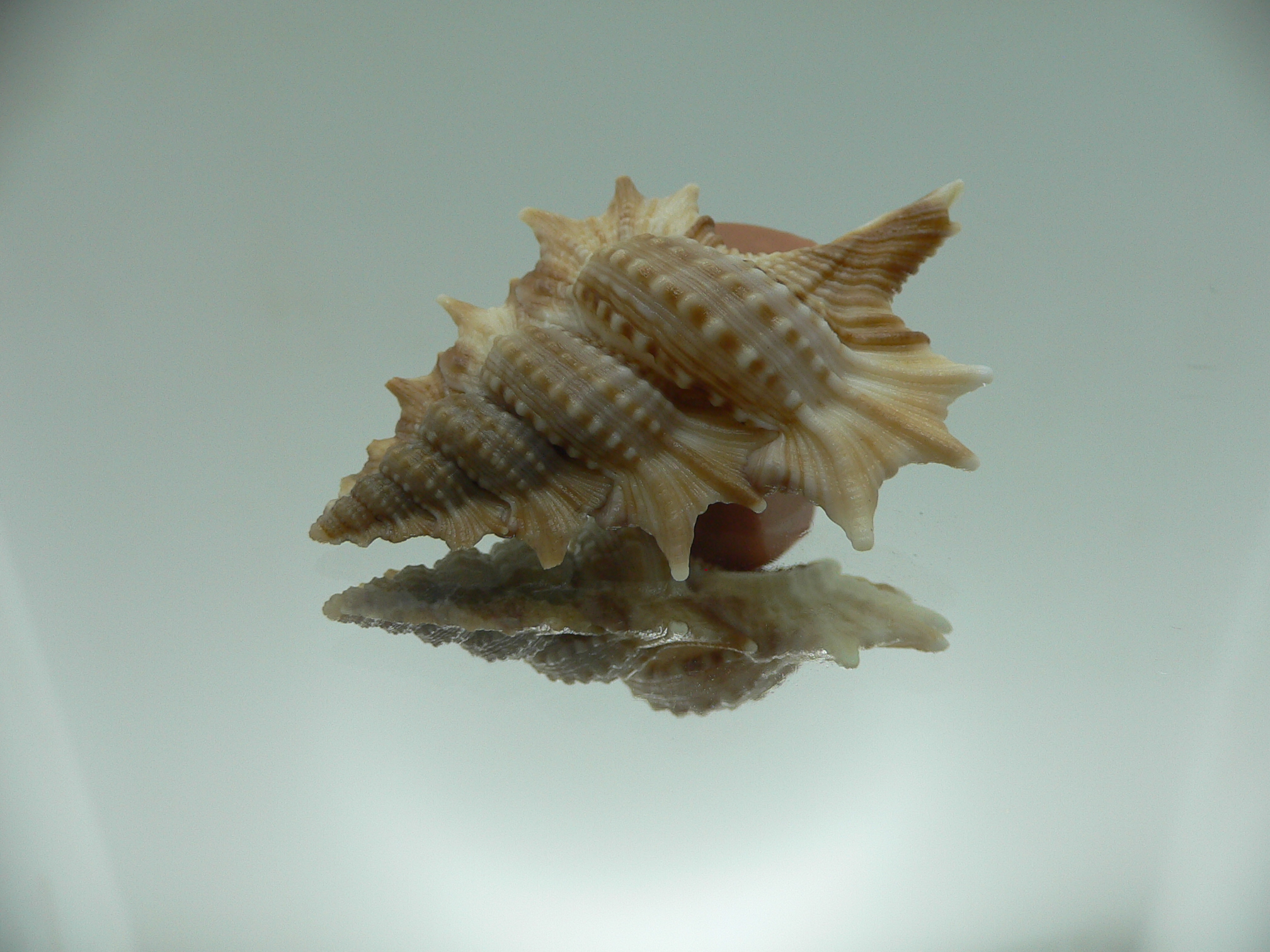 Biplex aculeata COLOR