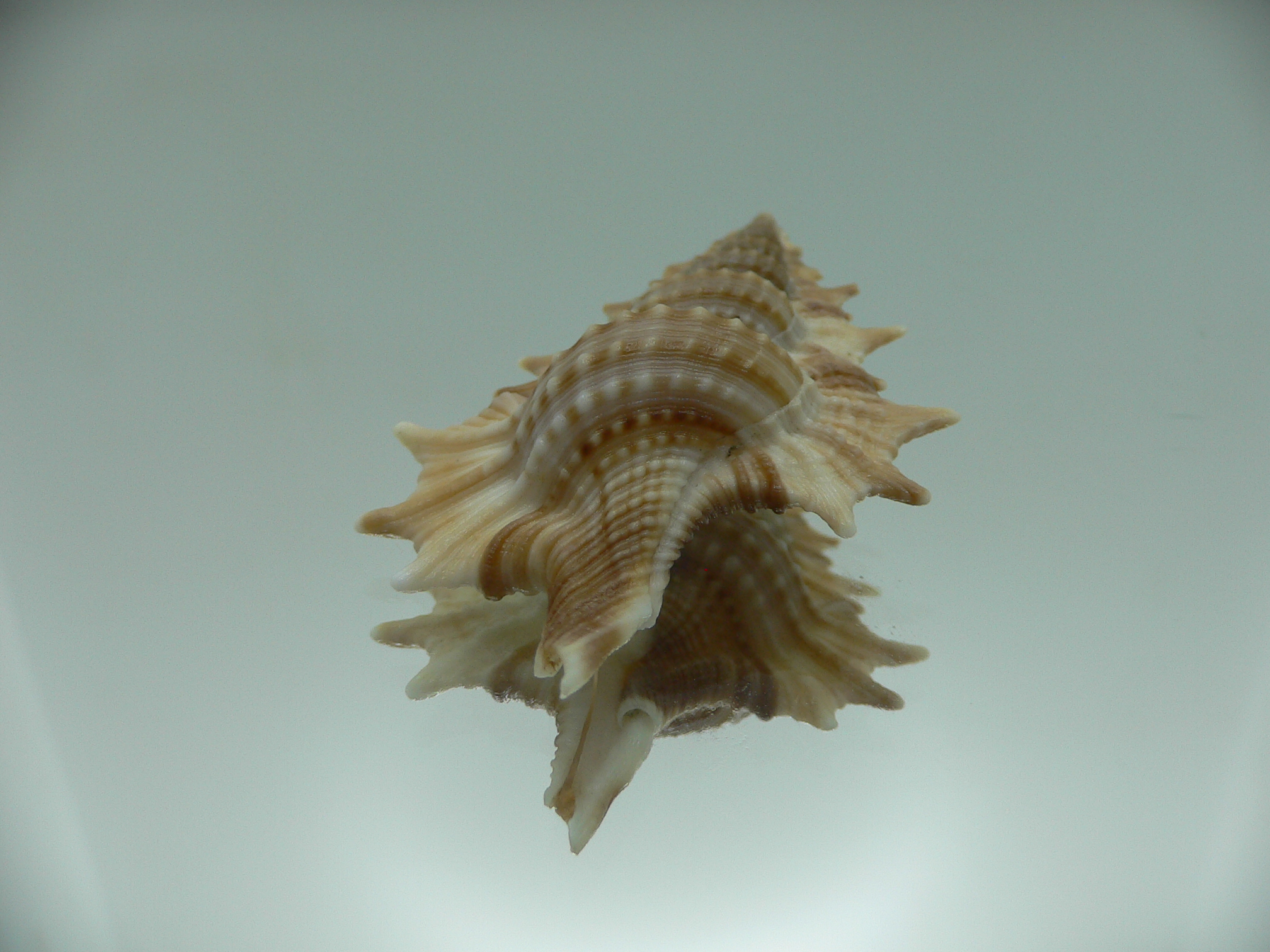 Biplex aculeata COLOR