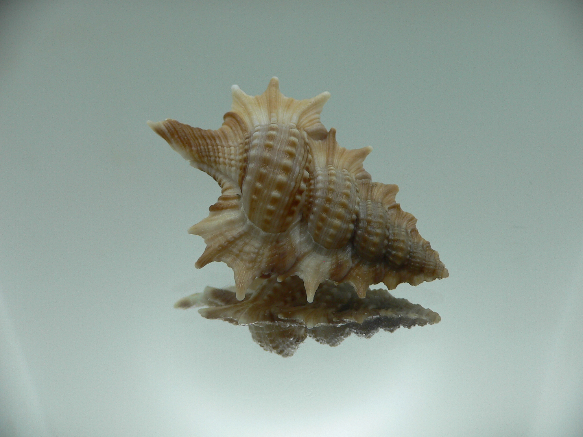 Biplex aculeata COLOR