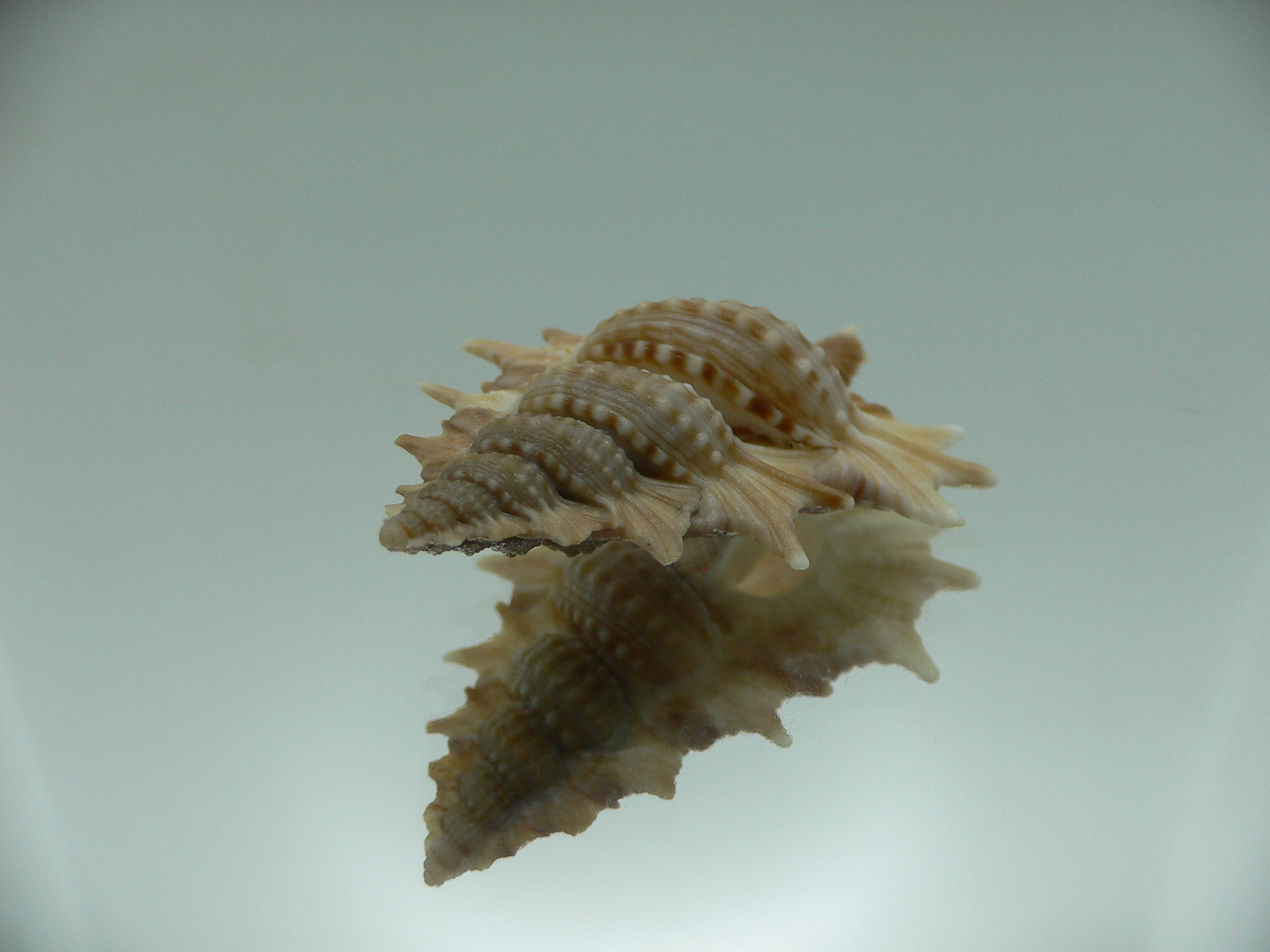 Biplex aculeata COLOR