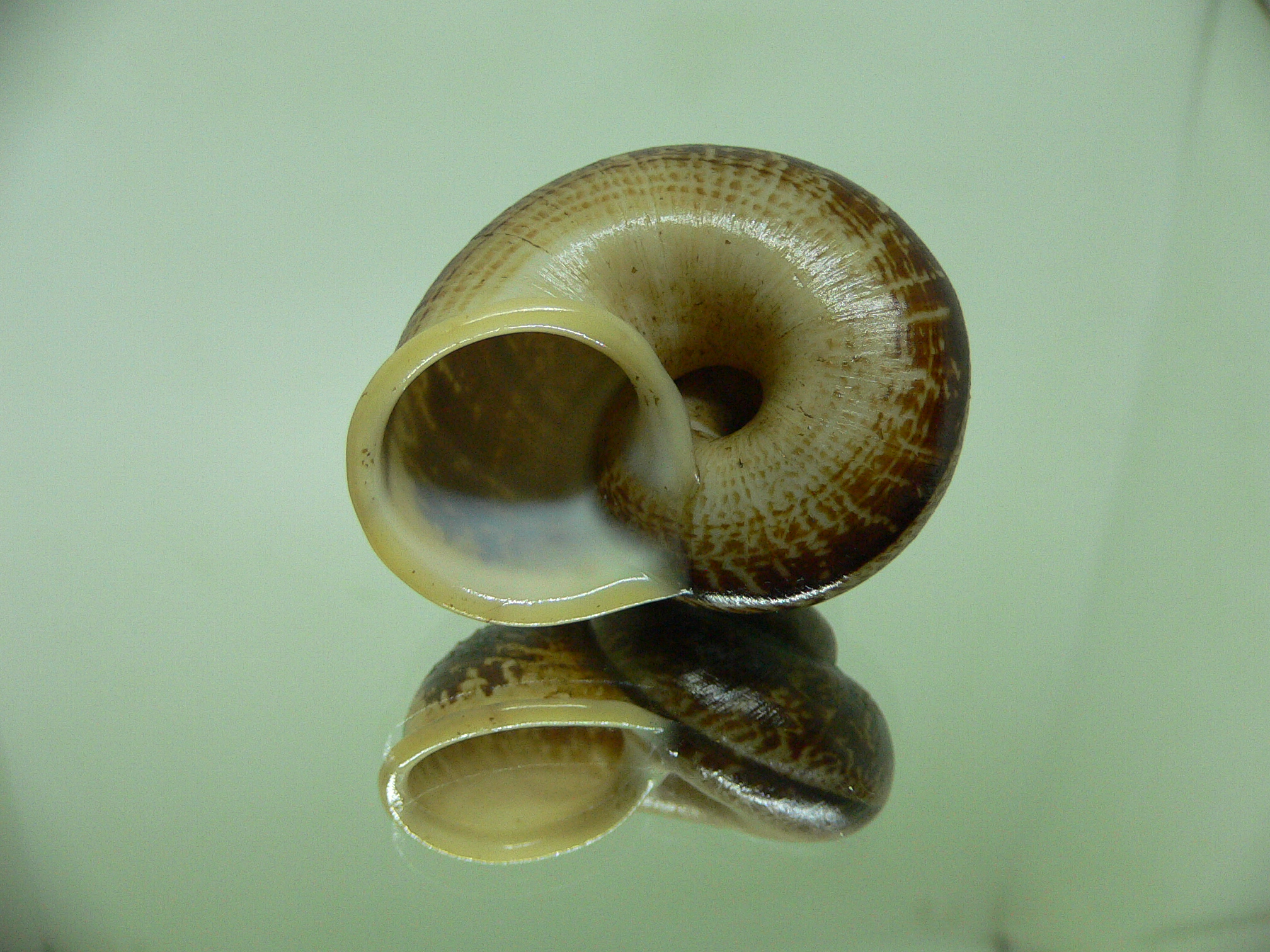 Cyclophorus siamensis BIG