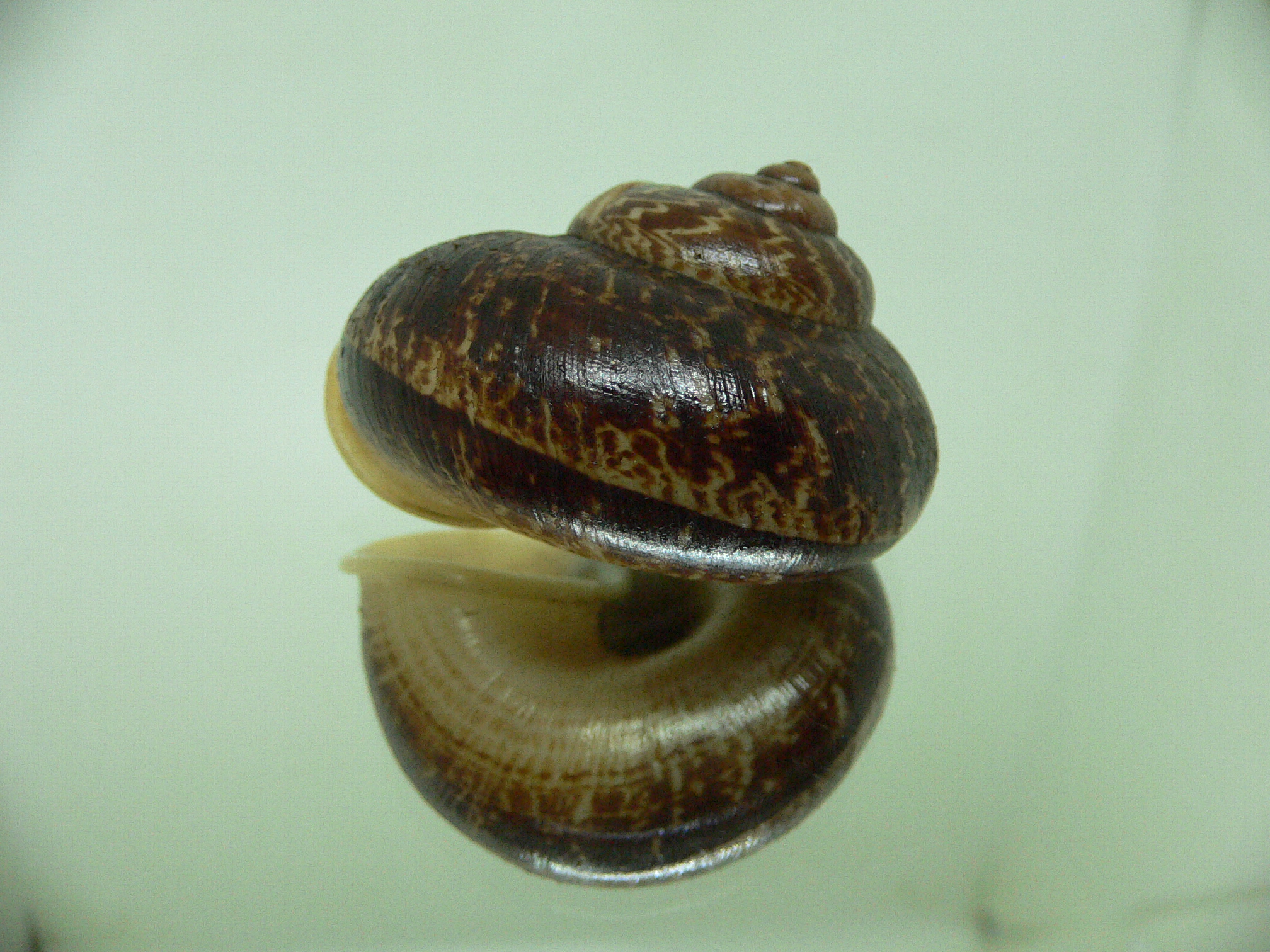 Cyclophorus siamensis BIG