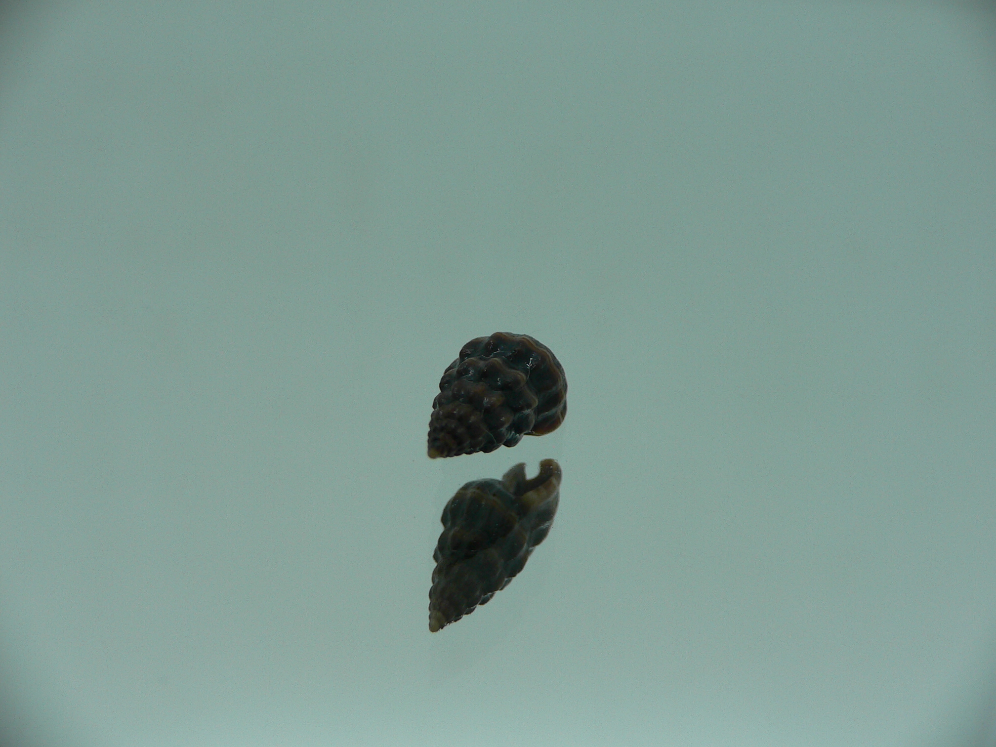 Nassarius (Hinia) fraterculus BIG & BLACK