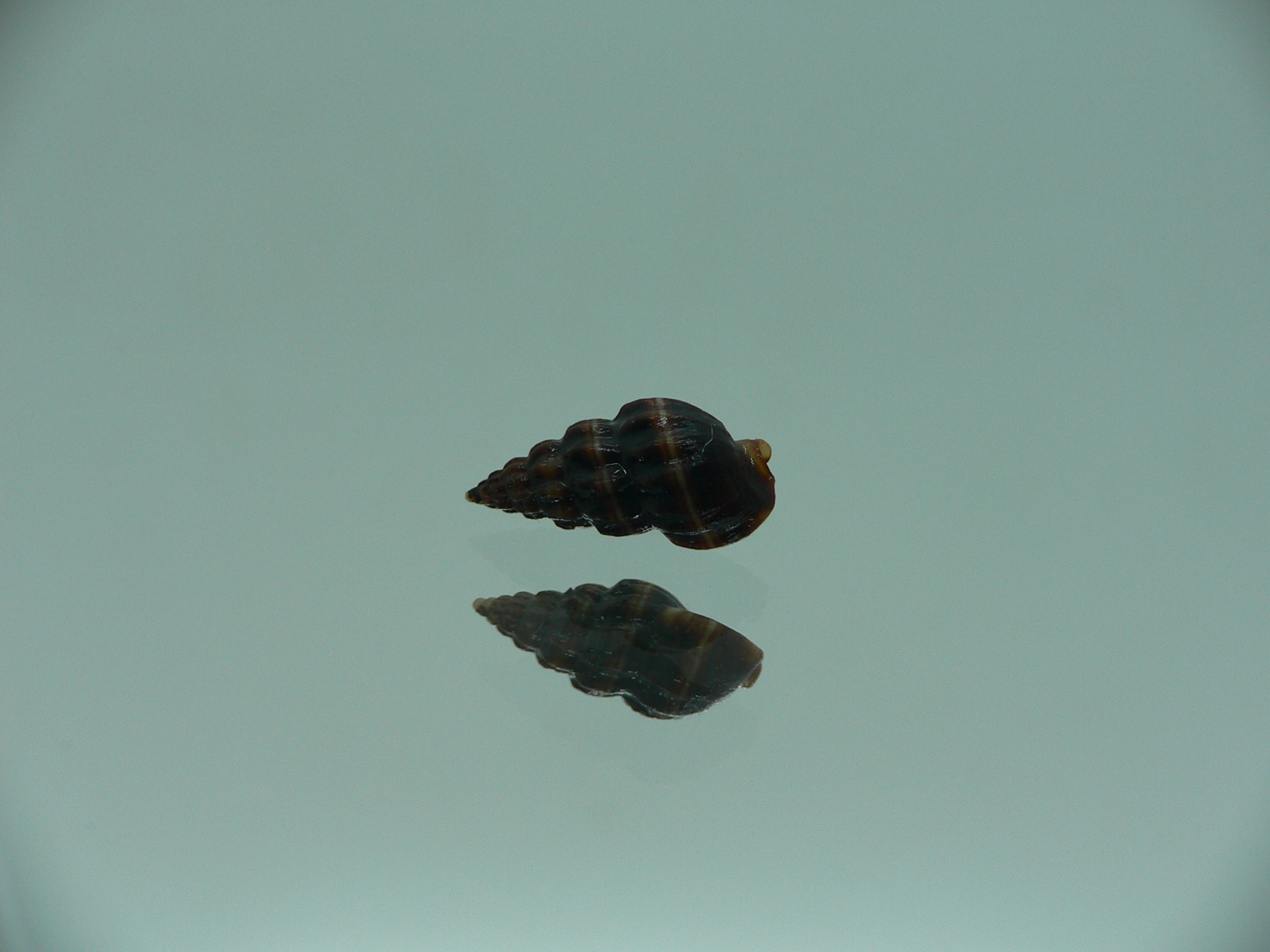 Nassarius (Hinia) fraterculus BIG & BLACK