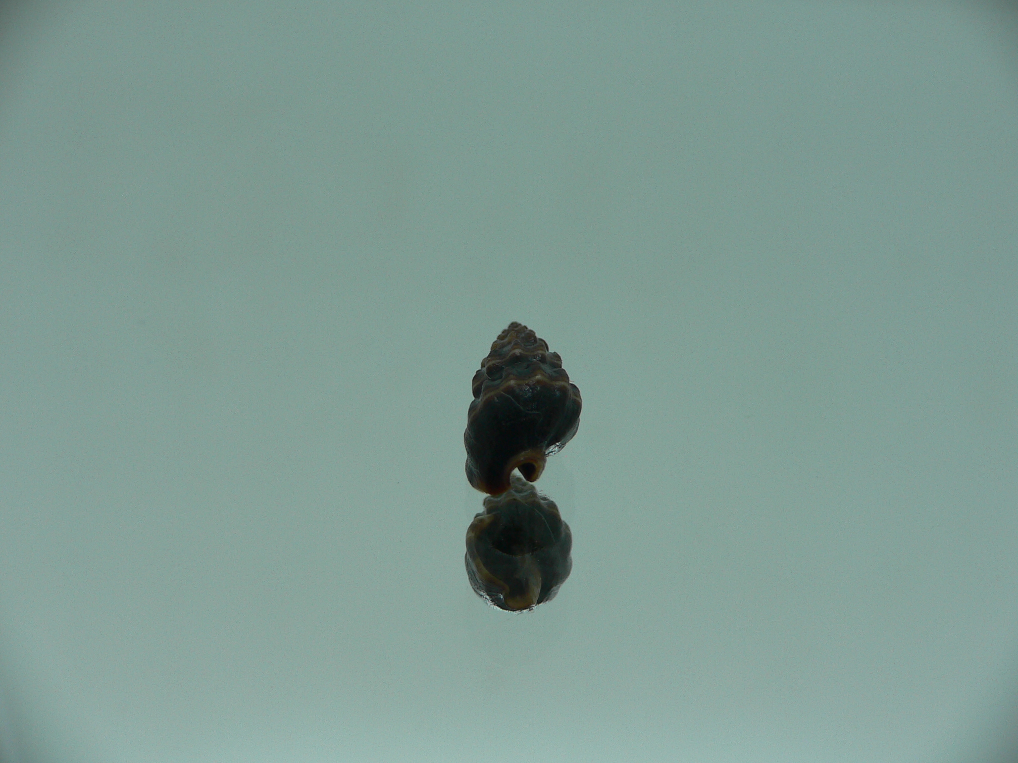 Nassarius (Hinia) fraterculus BIG & BLACK