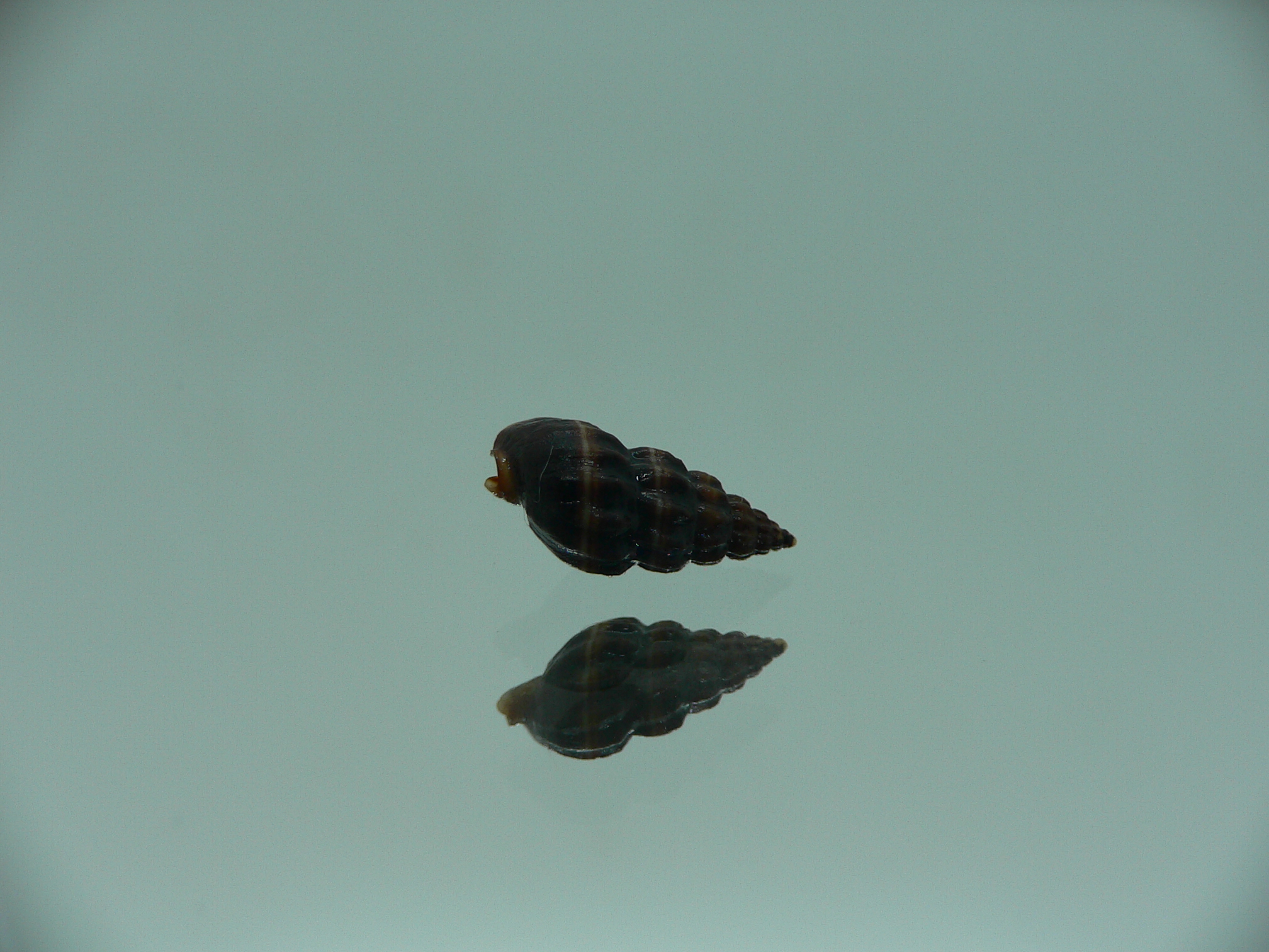 Nassarius (Hinia) fraterculus BIG & BLACK