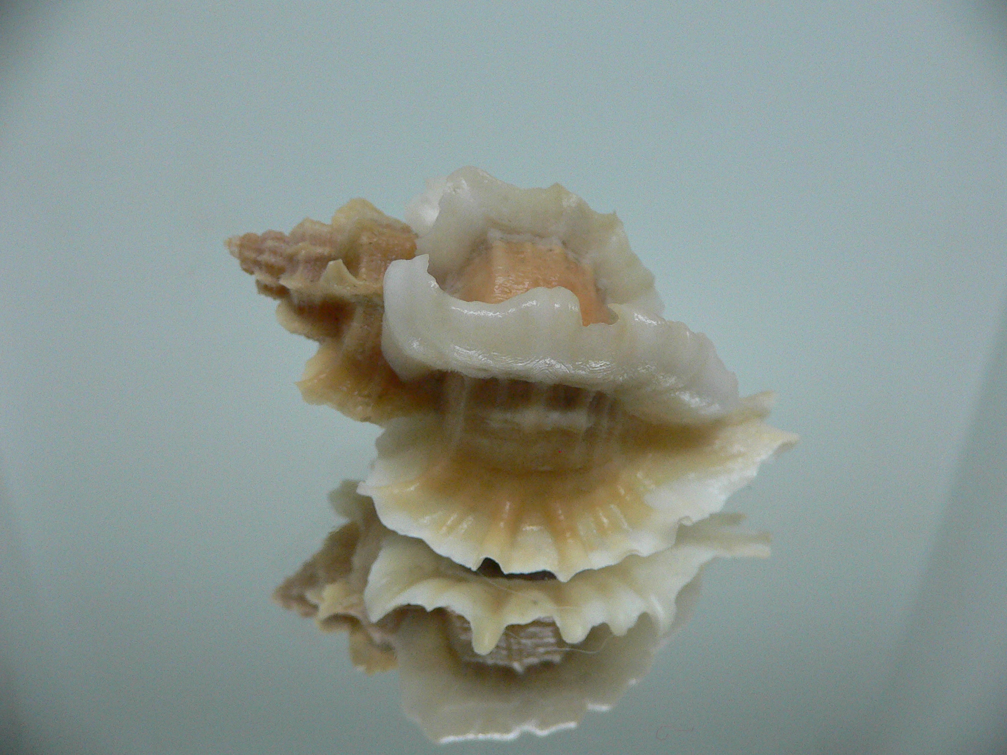 Ocenebra inornata SUPER CURLY