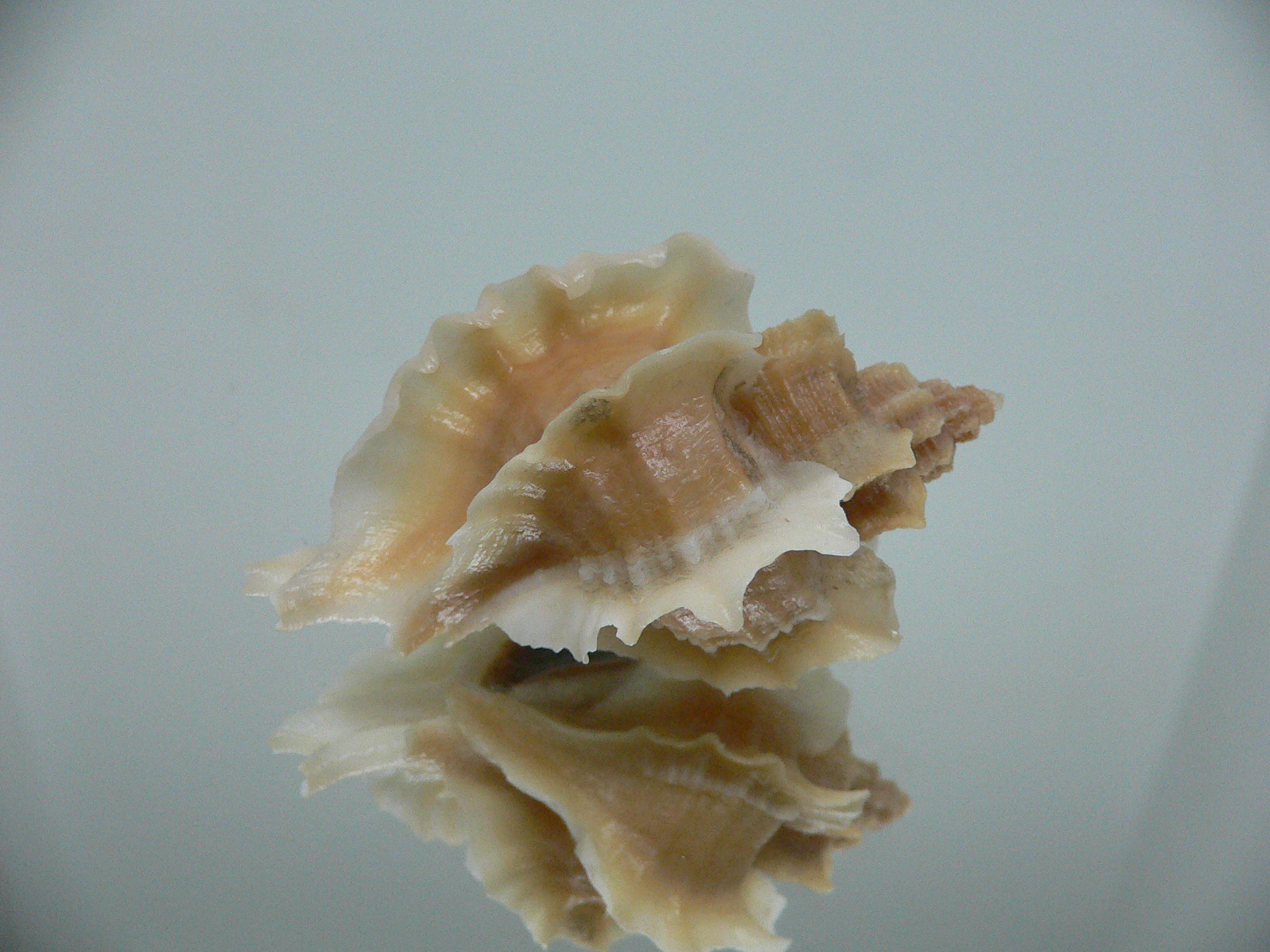 Ocenebra inornata SUPER CURLY