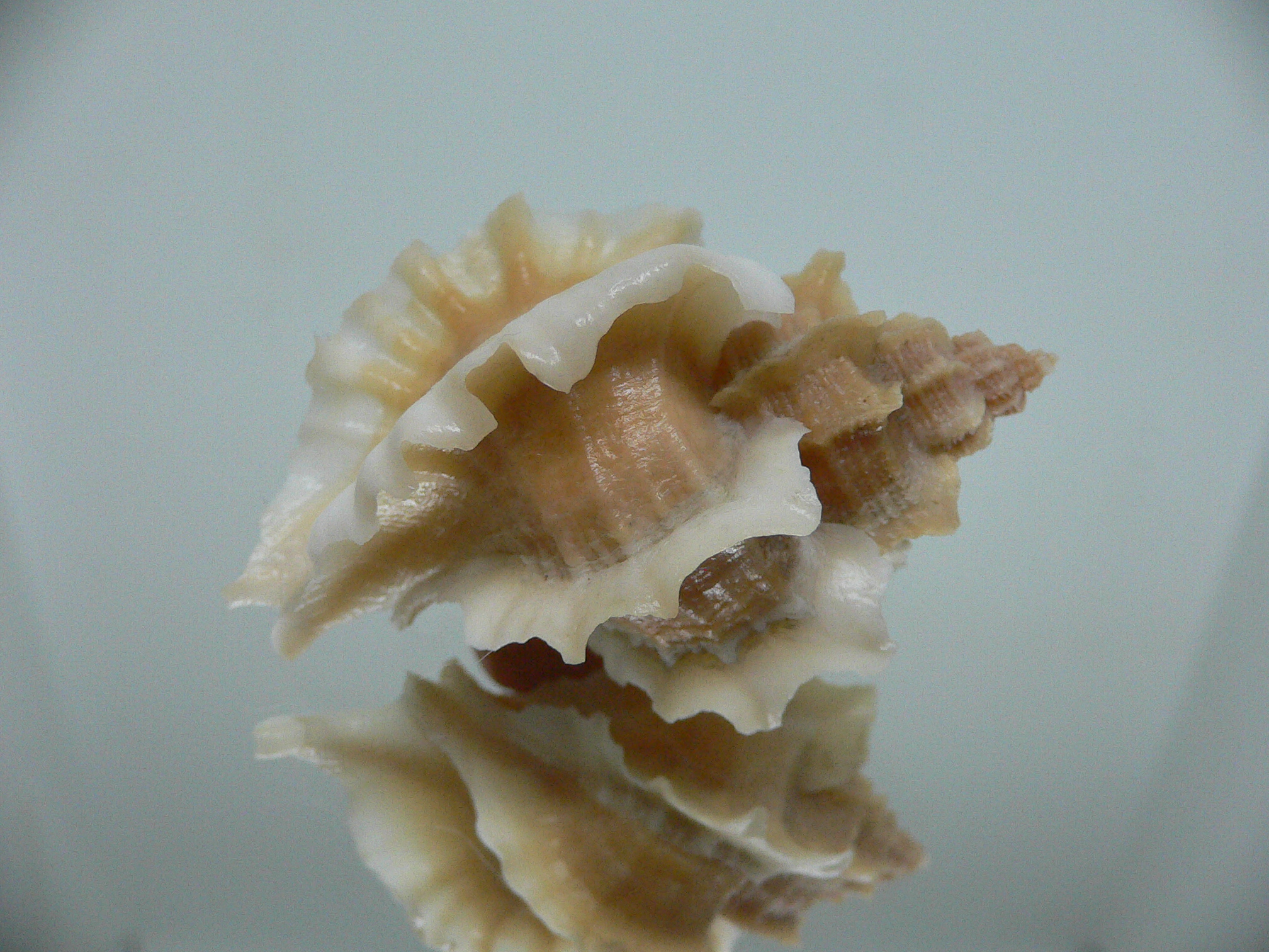 Ocenebra inornata SUPER CURLY