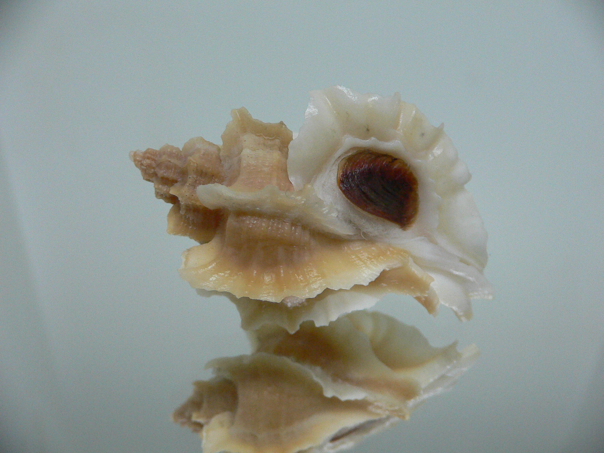 Ocenebra inornata SUPER CURLY