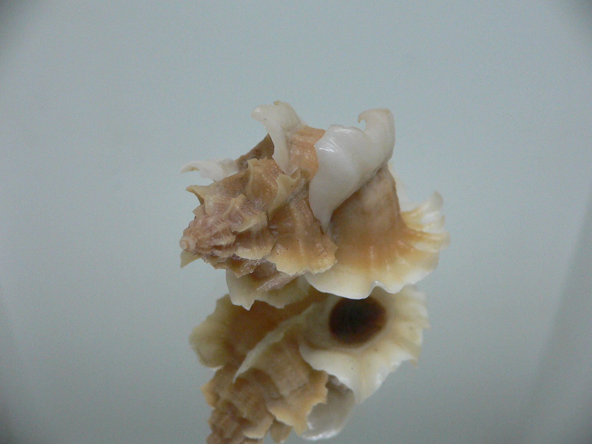 Ocenebra inornata SUPER CURLY