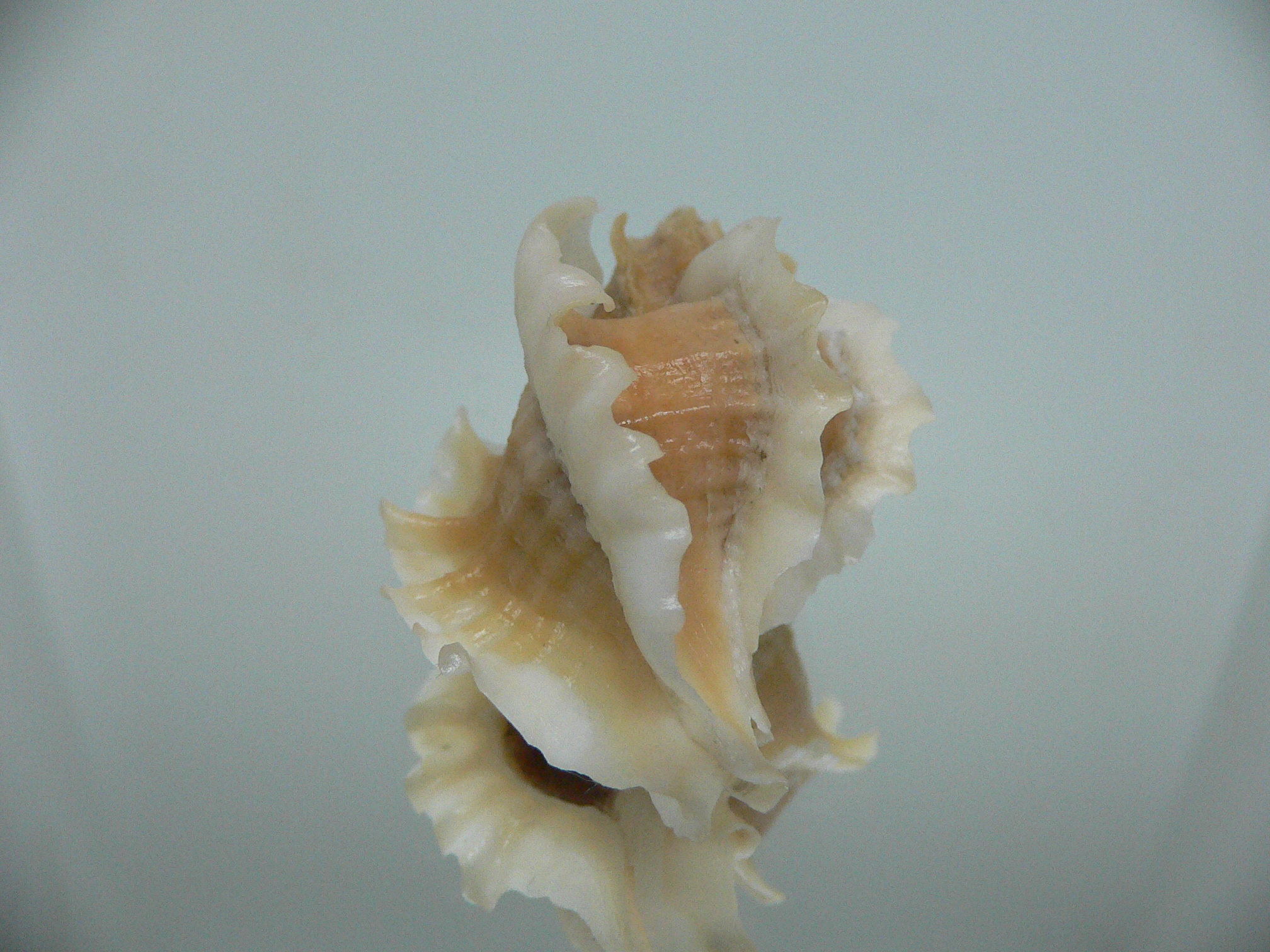 Ocenebra inornata SUPER CURLY