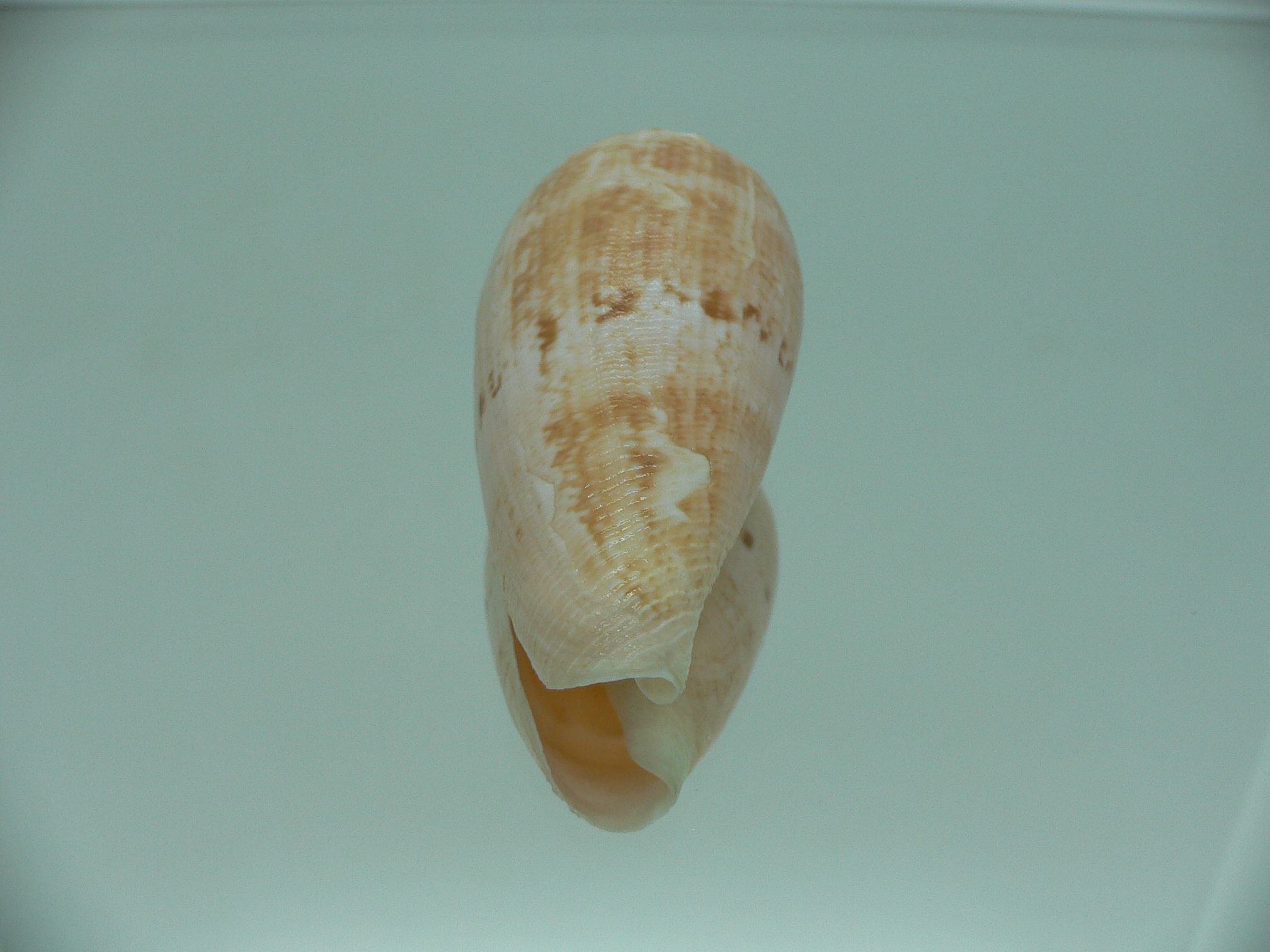 Conus anemone peronianus (var.)