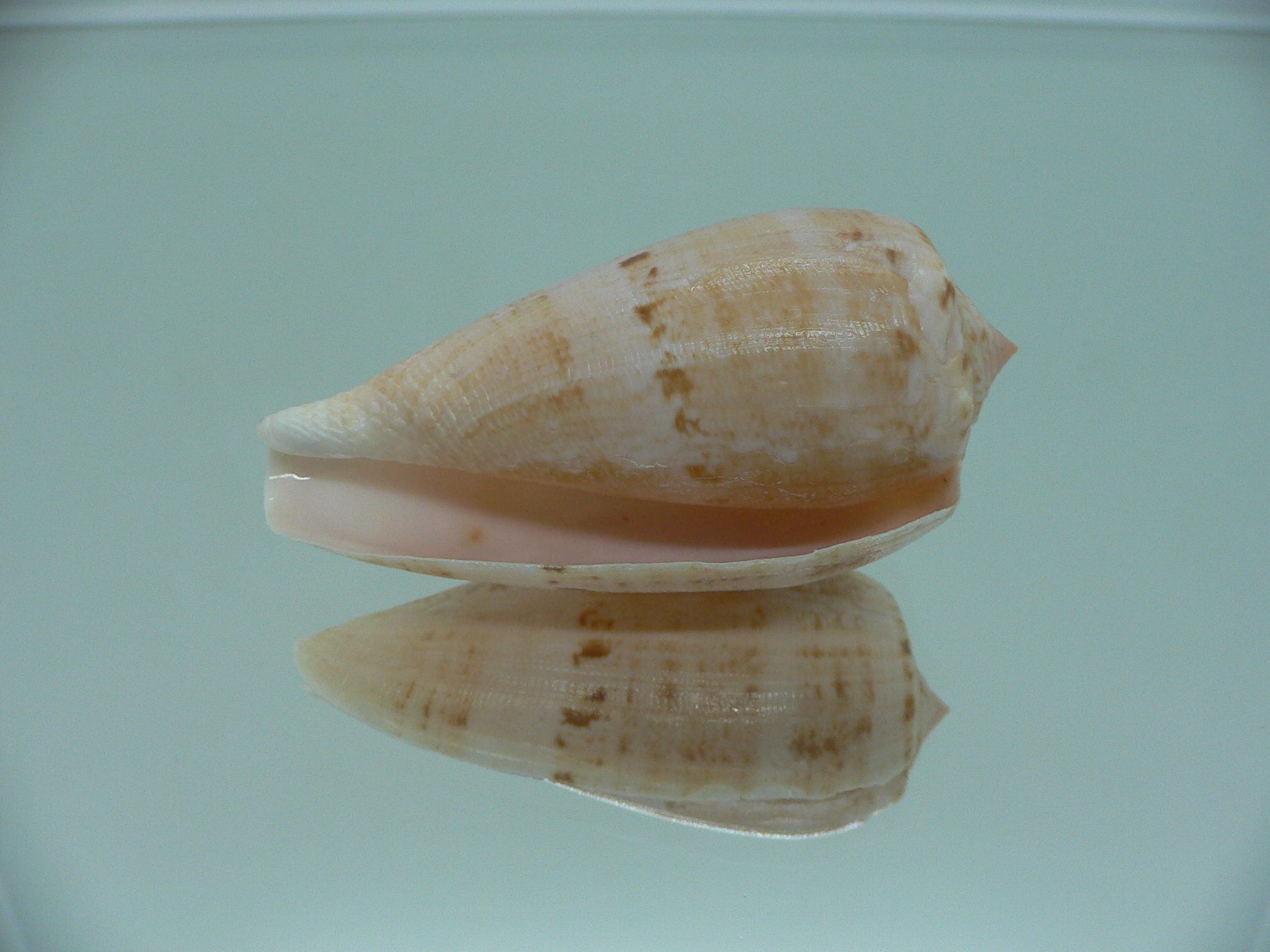 Conus anemone peronianus (var.)