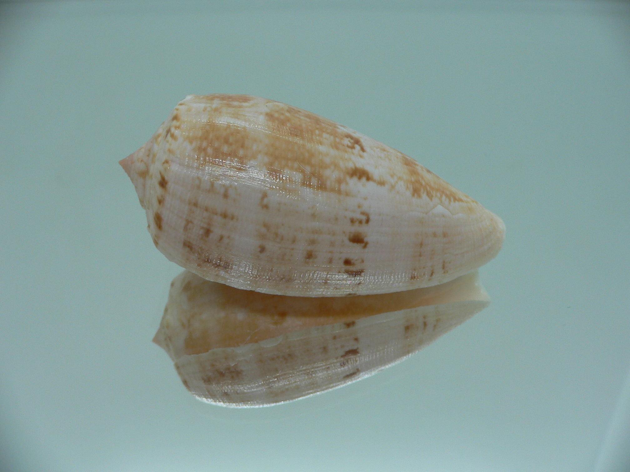 Conus anemone peronianus (var.)