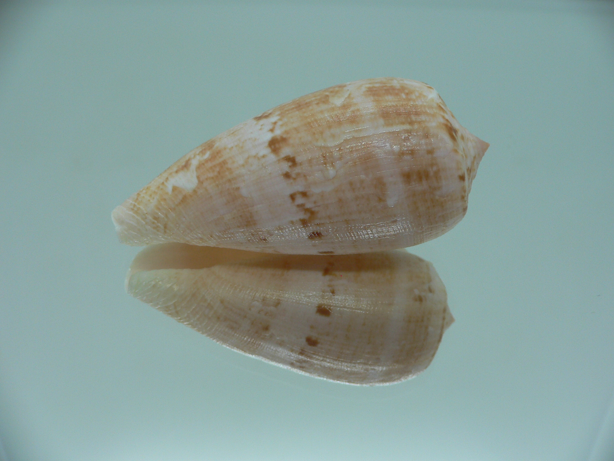 Conus anemone peronianus (var.)