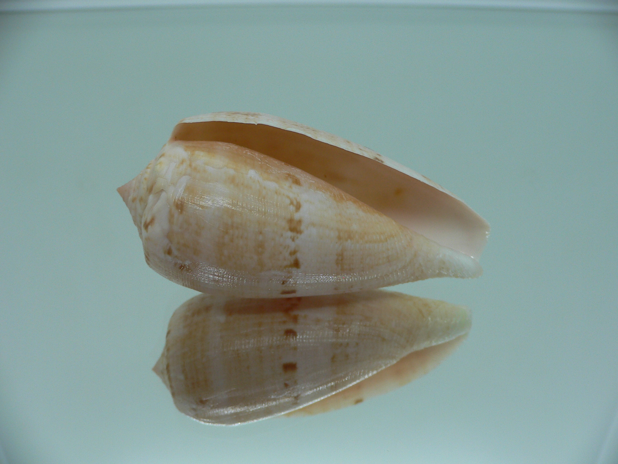 Conus anemone peronianus (var.)