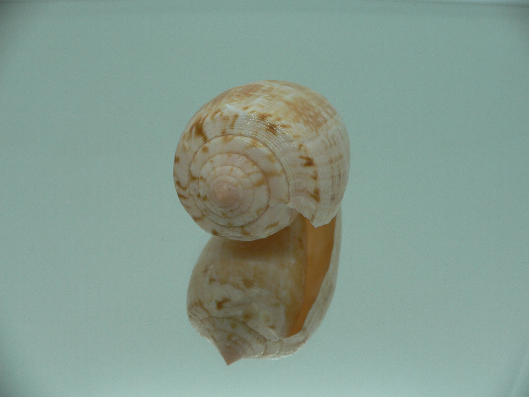 Conus anemone peronianus (var.)