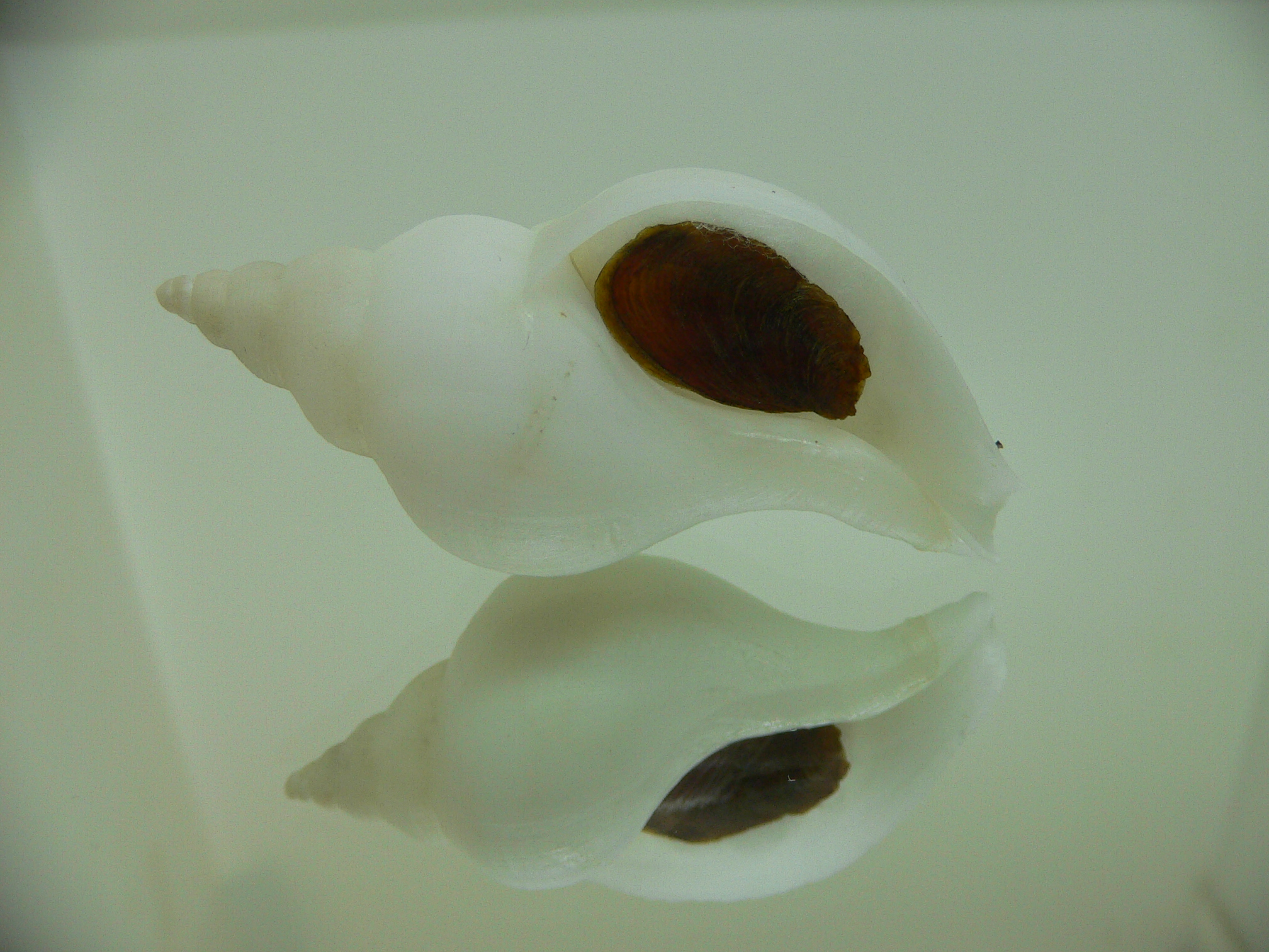 Neptunea fukueae