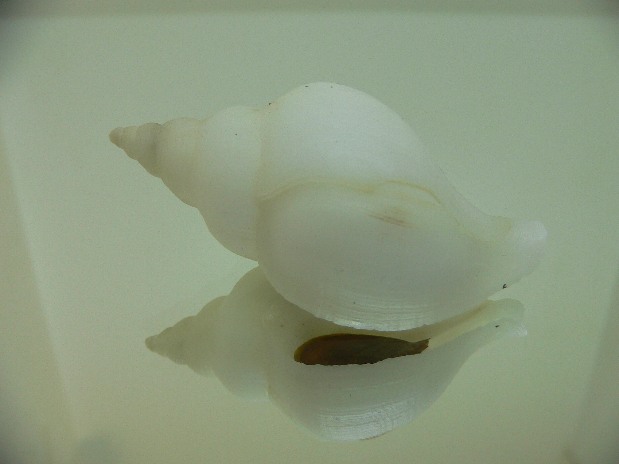 Neptunea fukueae