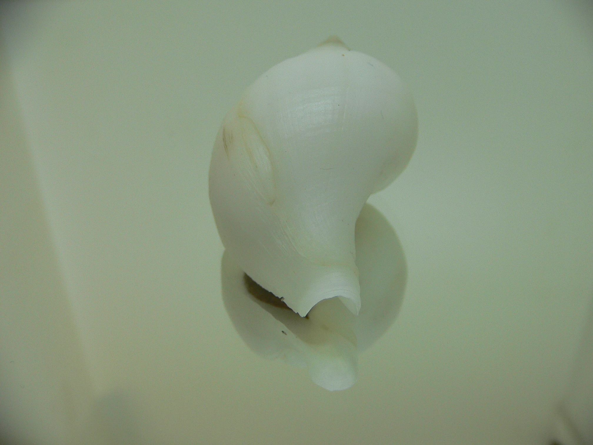 Neptunea fukueae