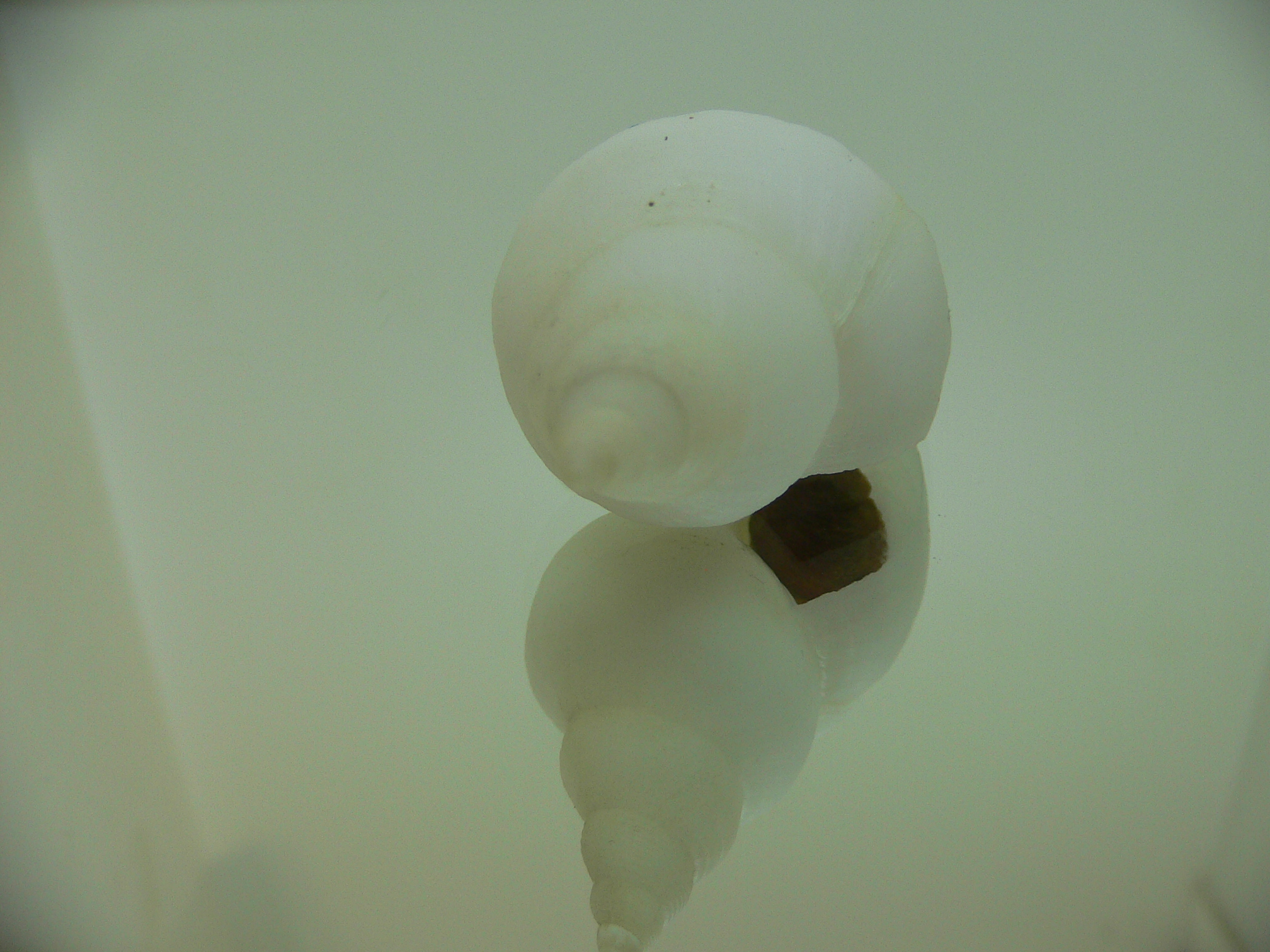 Neptunea fukueae
