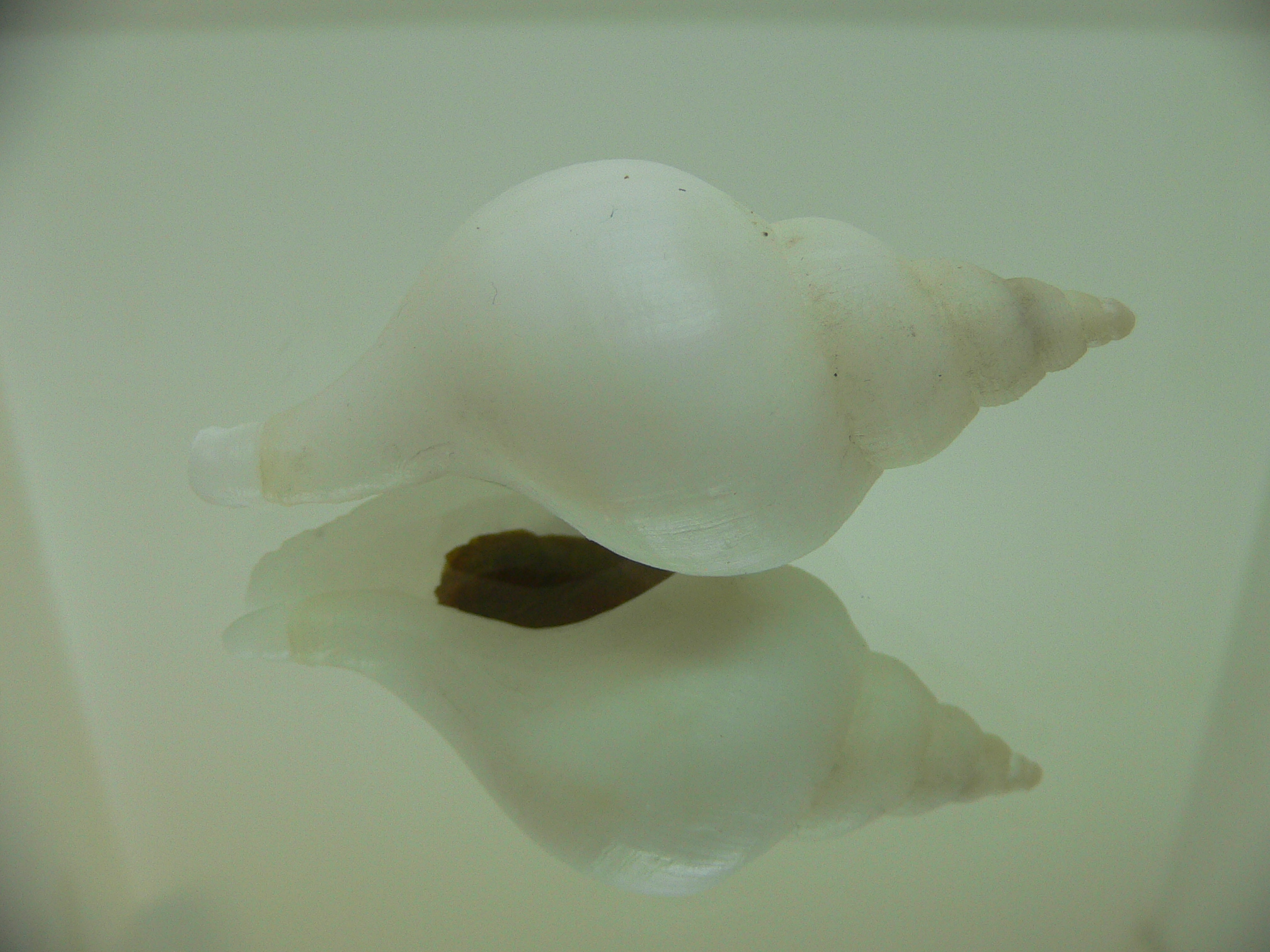 Neptunea fukueae