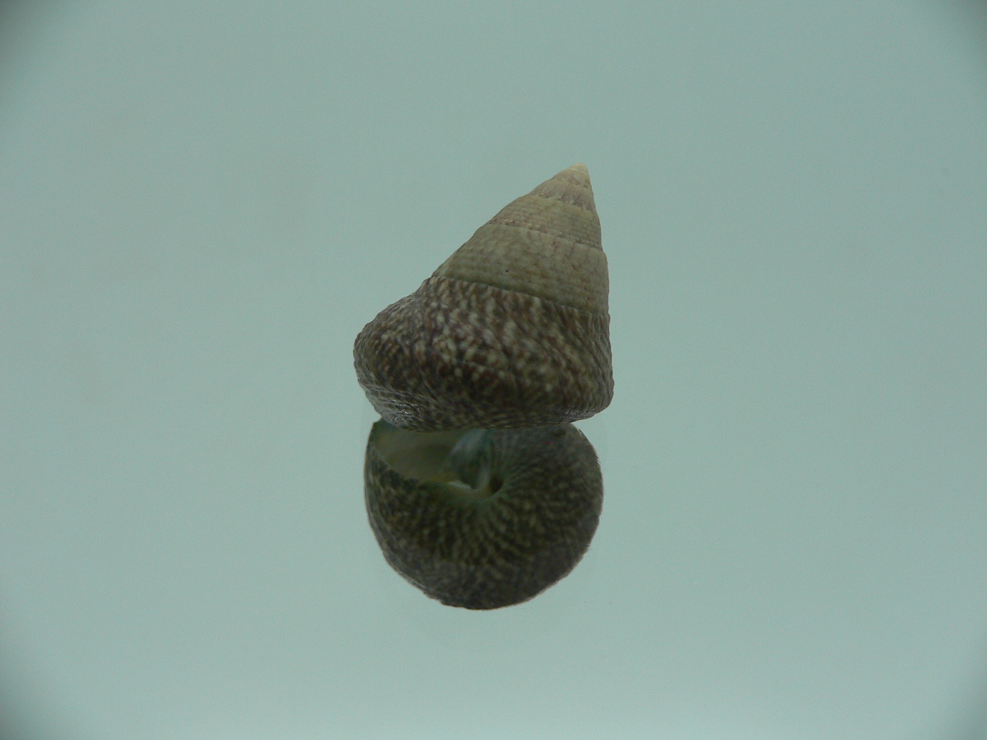 Calthalotia strigata BIG & FOGGY