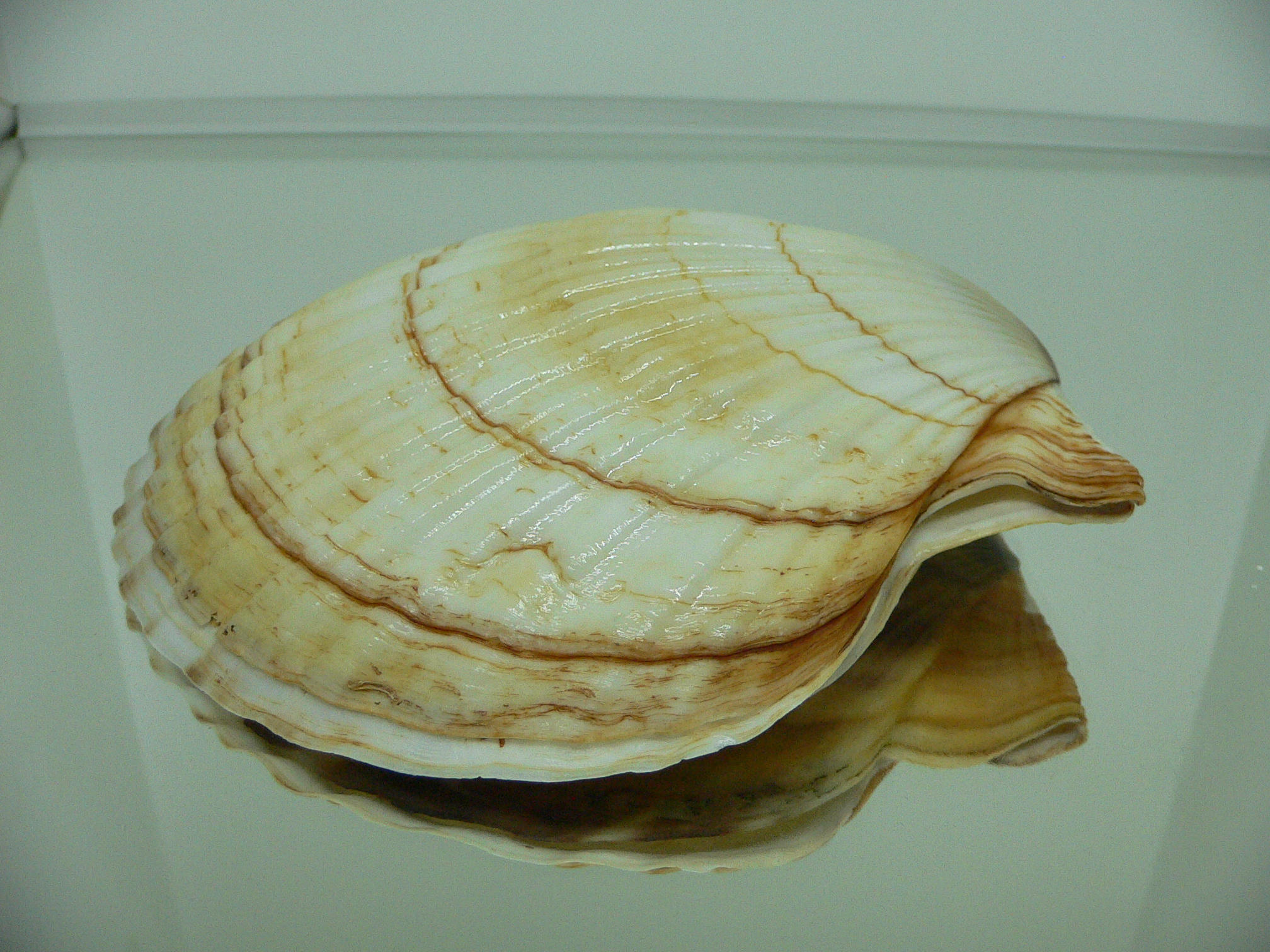 Patinopecten yessoensis IDEAL