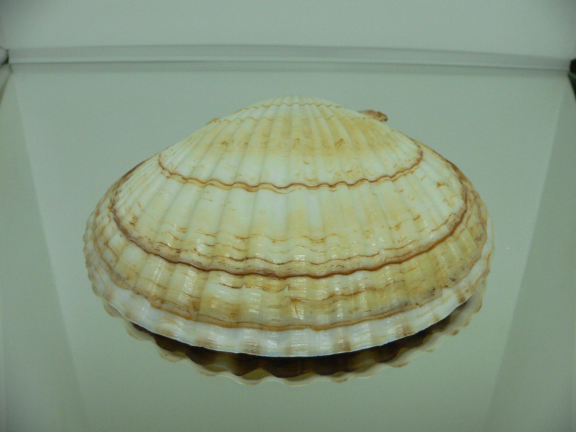 Patinopecten yessoensis IDEAL
