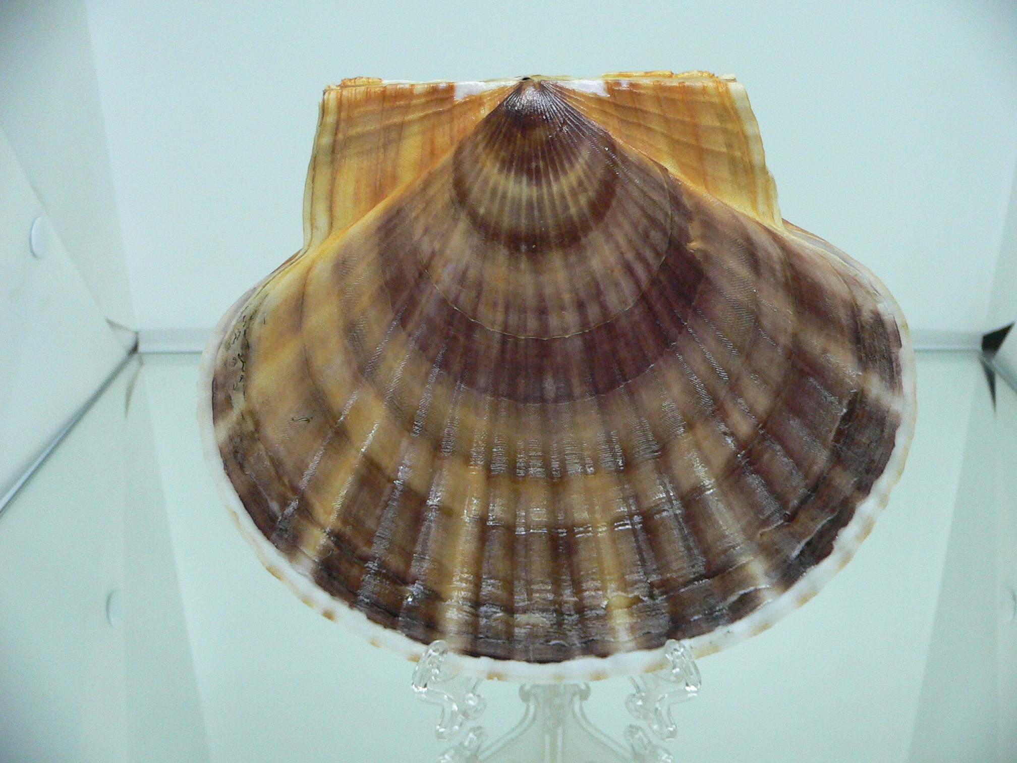 Patinopecten yessoensis IDEAL