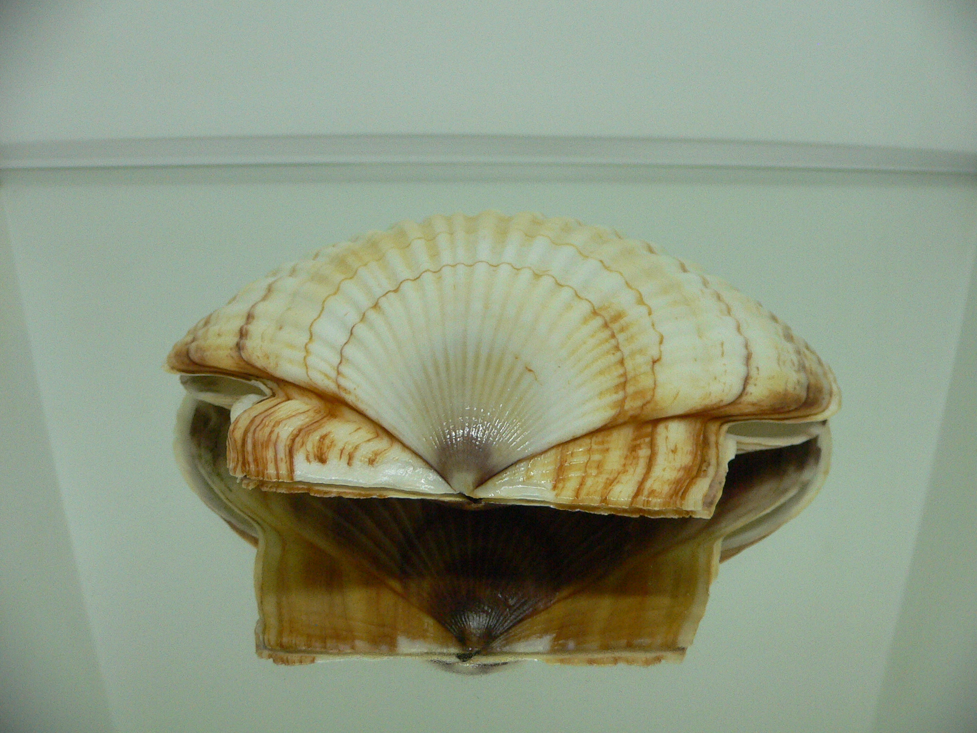 Patinopecten yessoensis IDEAL