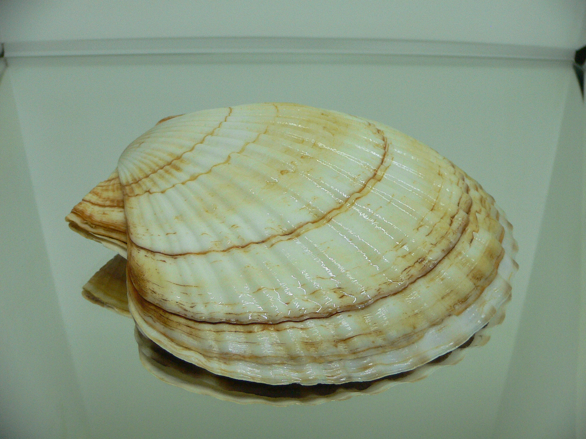 Patinopecten yessoensis IDEAL