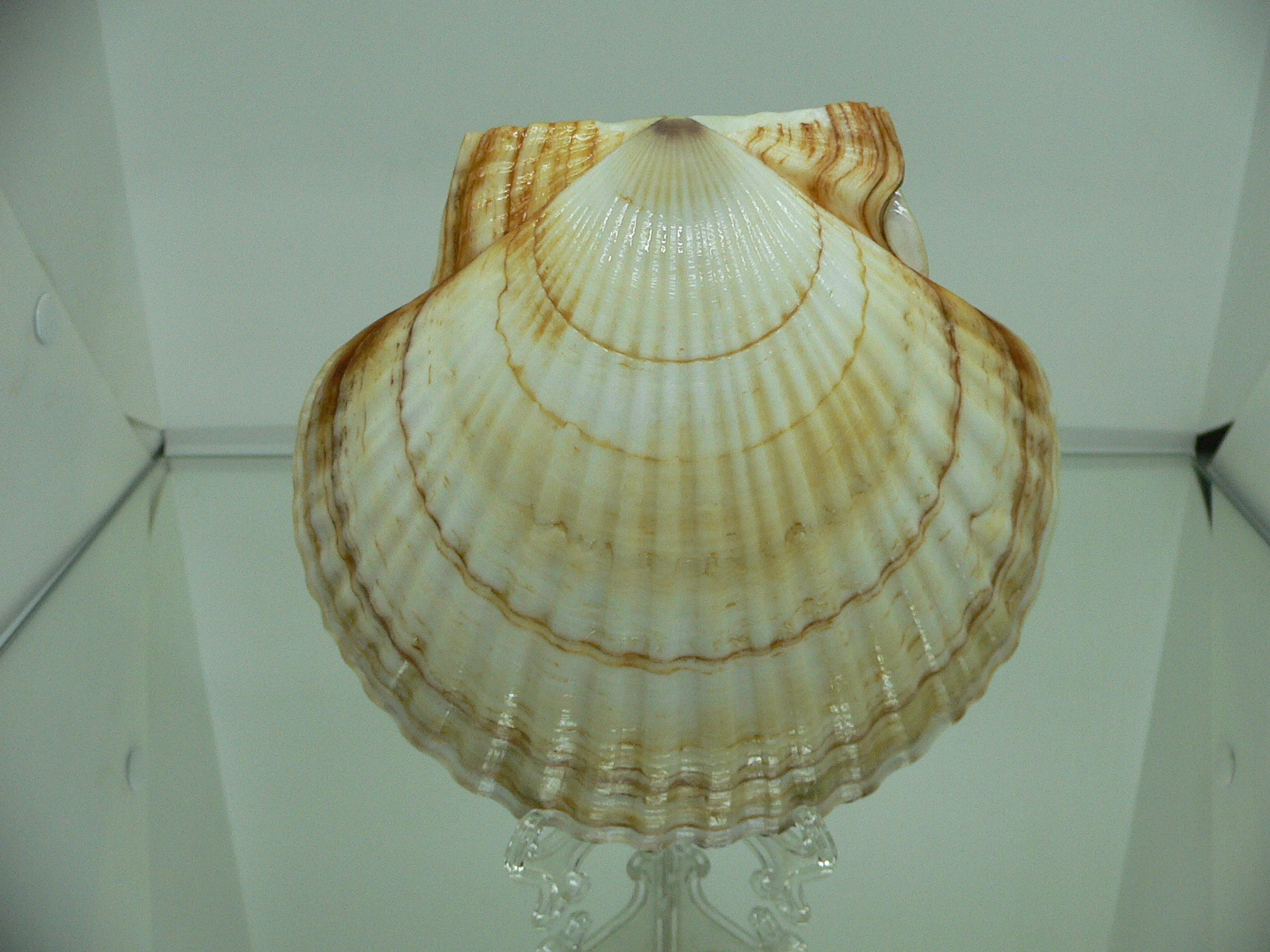 Patinopecten yessoensis IDEAL