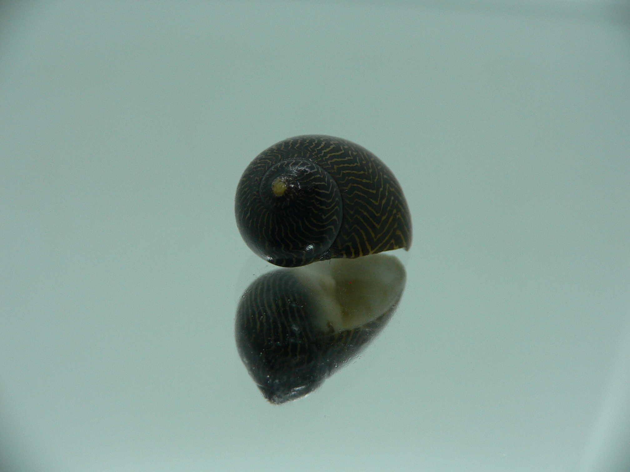 Neritina parallela DARK