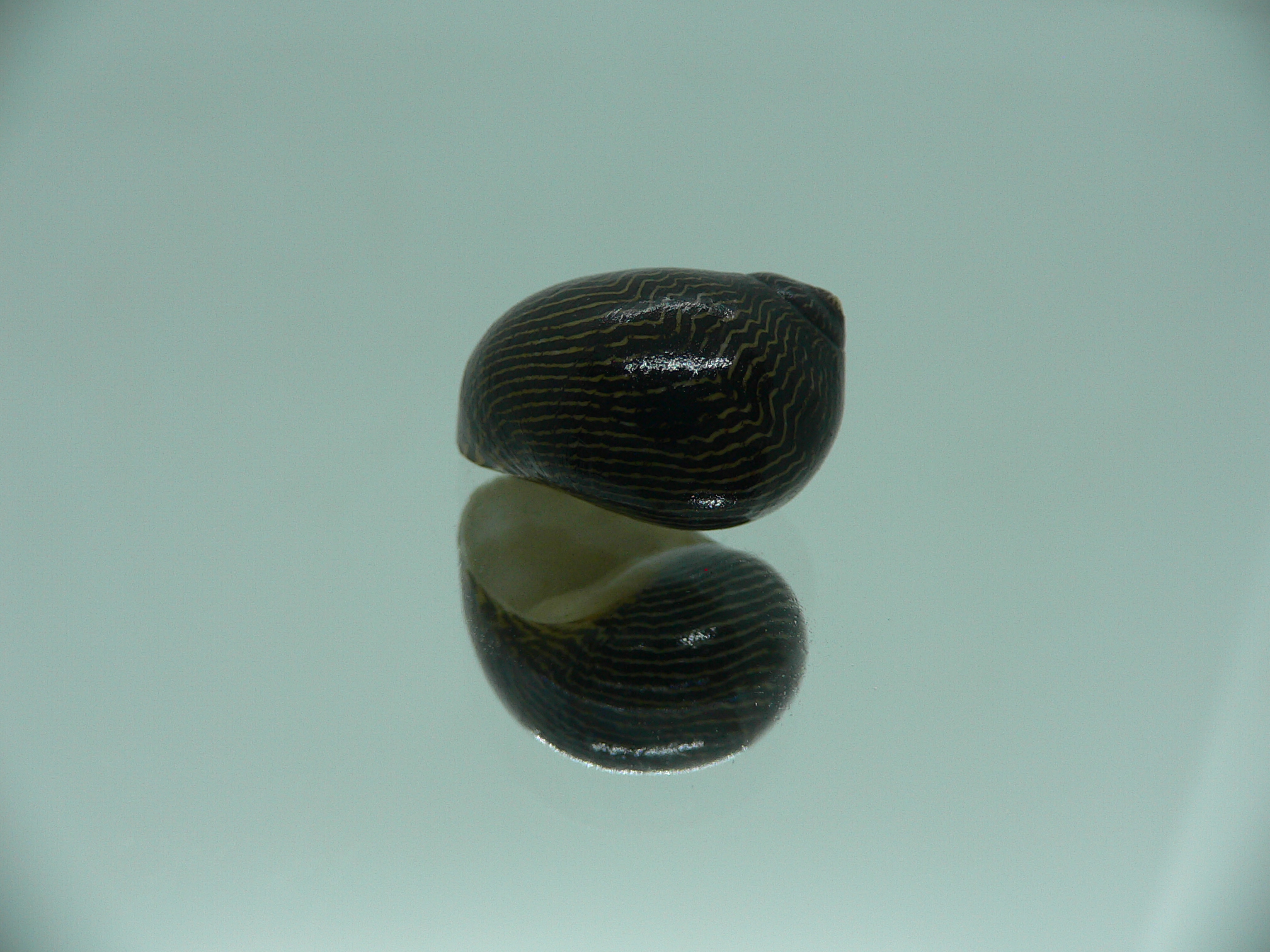 Neritina parallela DARK