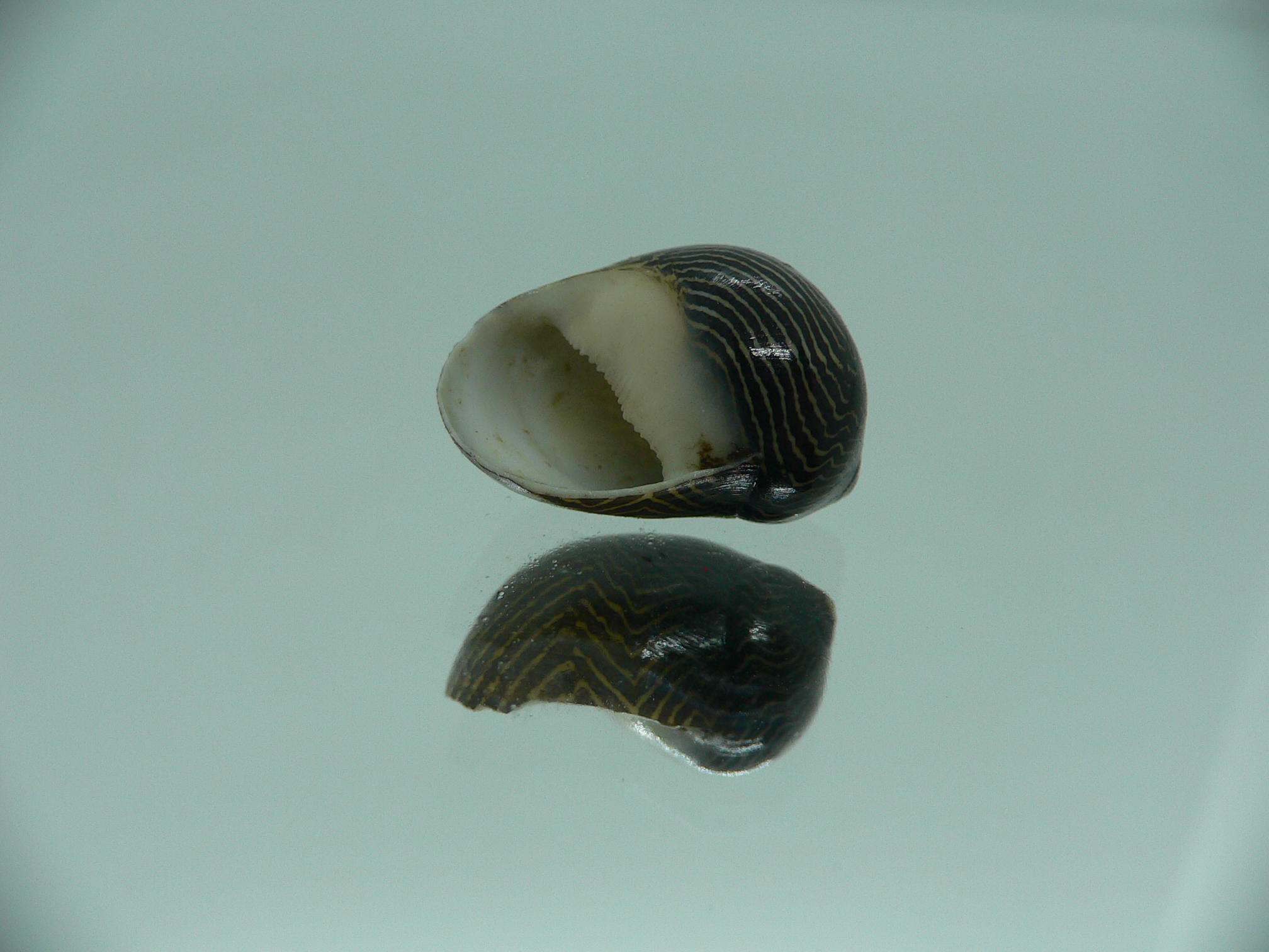 Neritina parallela DARK