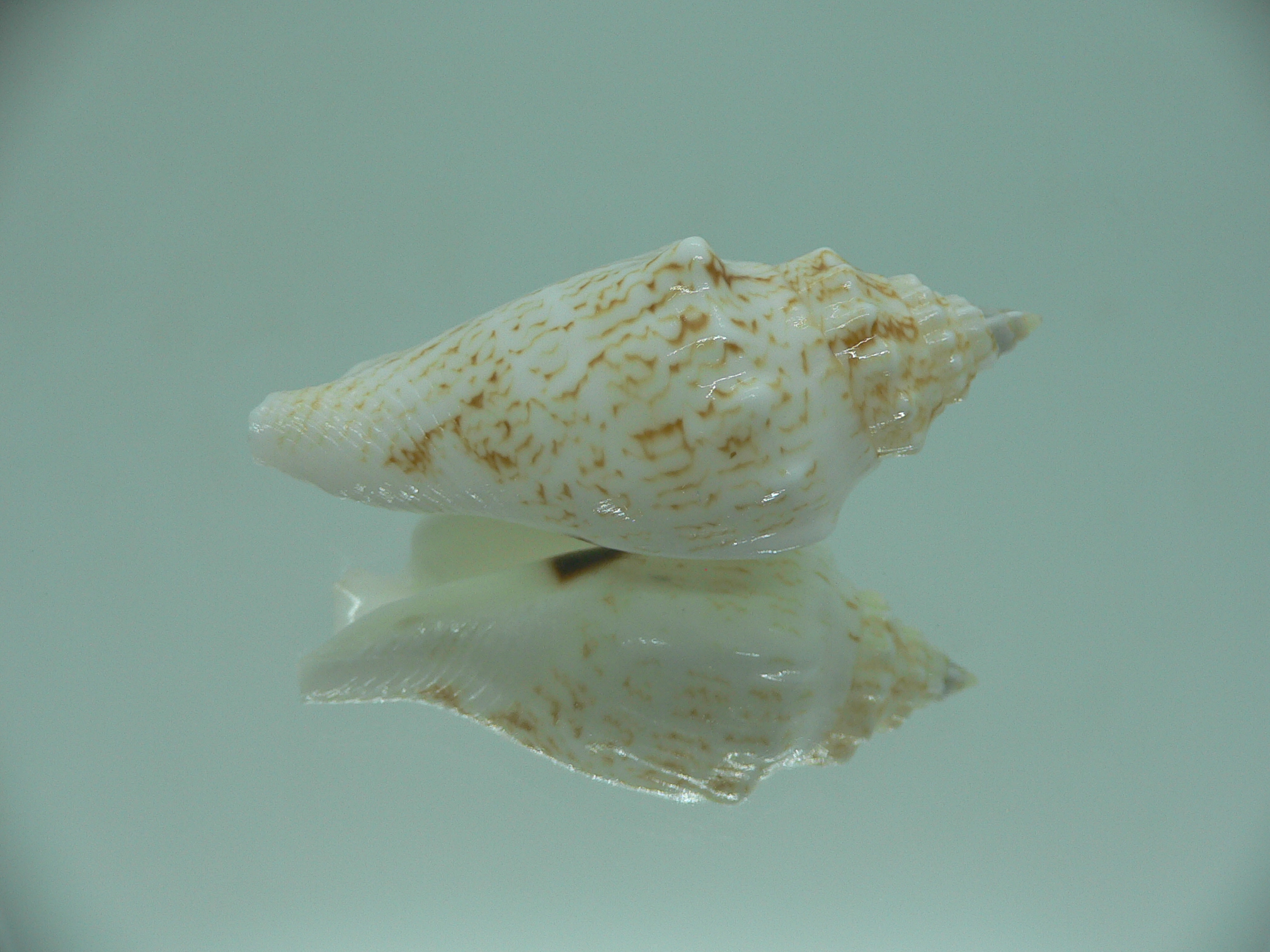 Ministrombus variabilis athenia (var.)