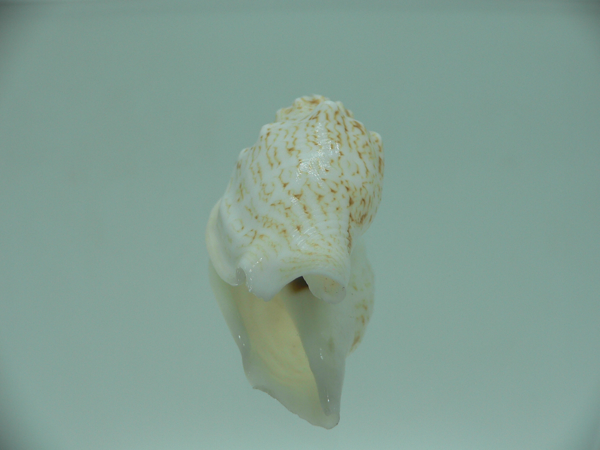 Ministrombus variabilis athenia (var.)