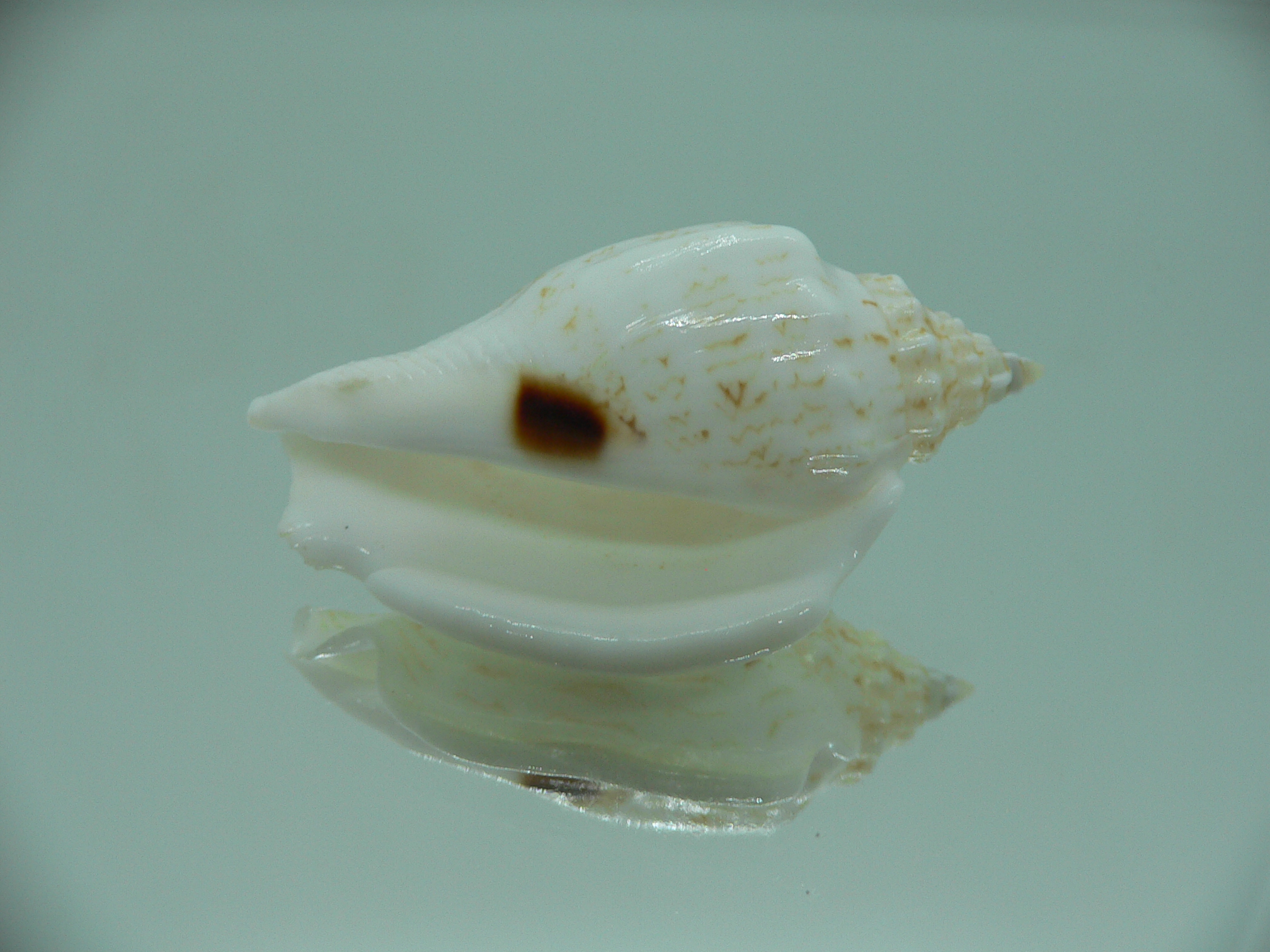 Ministrombus variabilis athenia (var.)