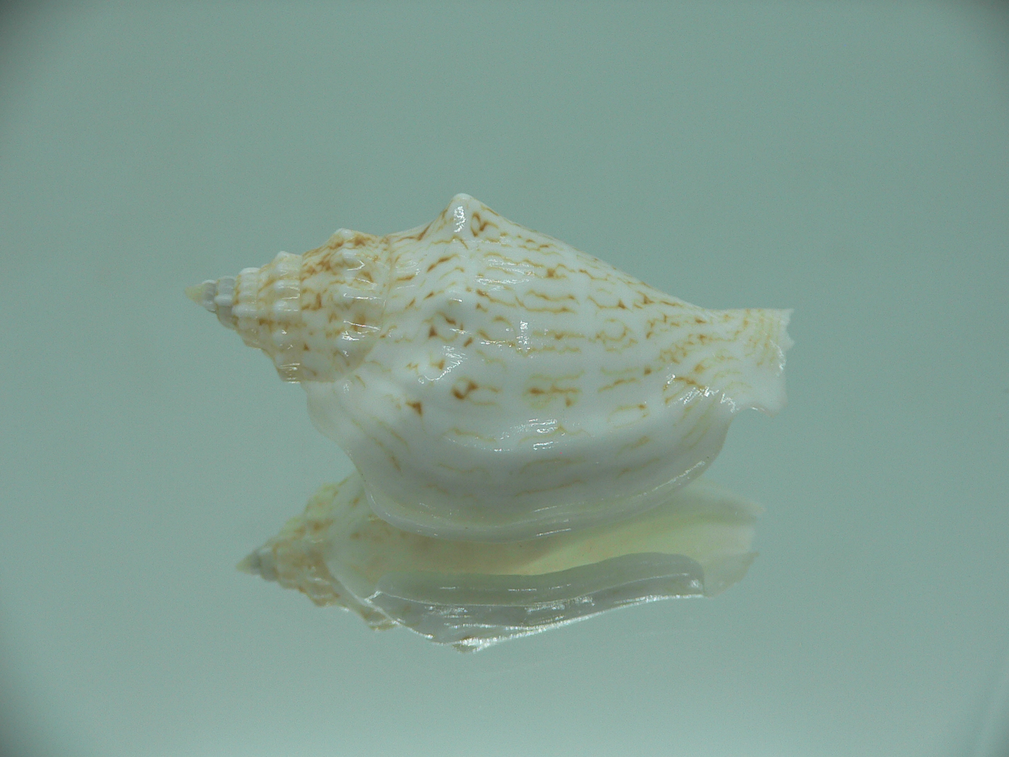 Ministrombus variabilis athenia (var.)