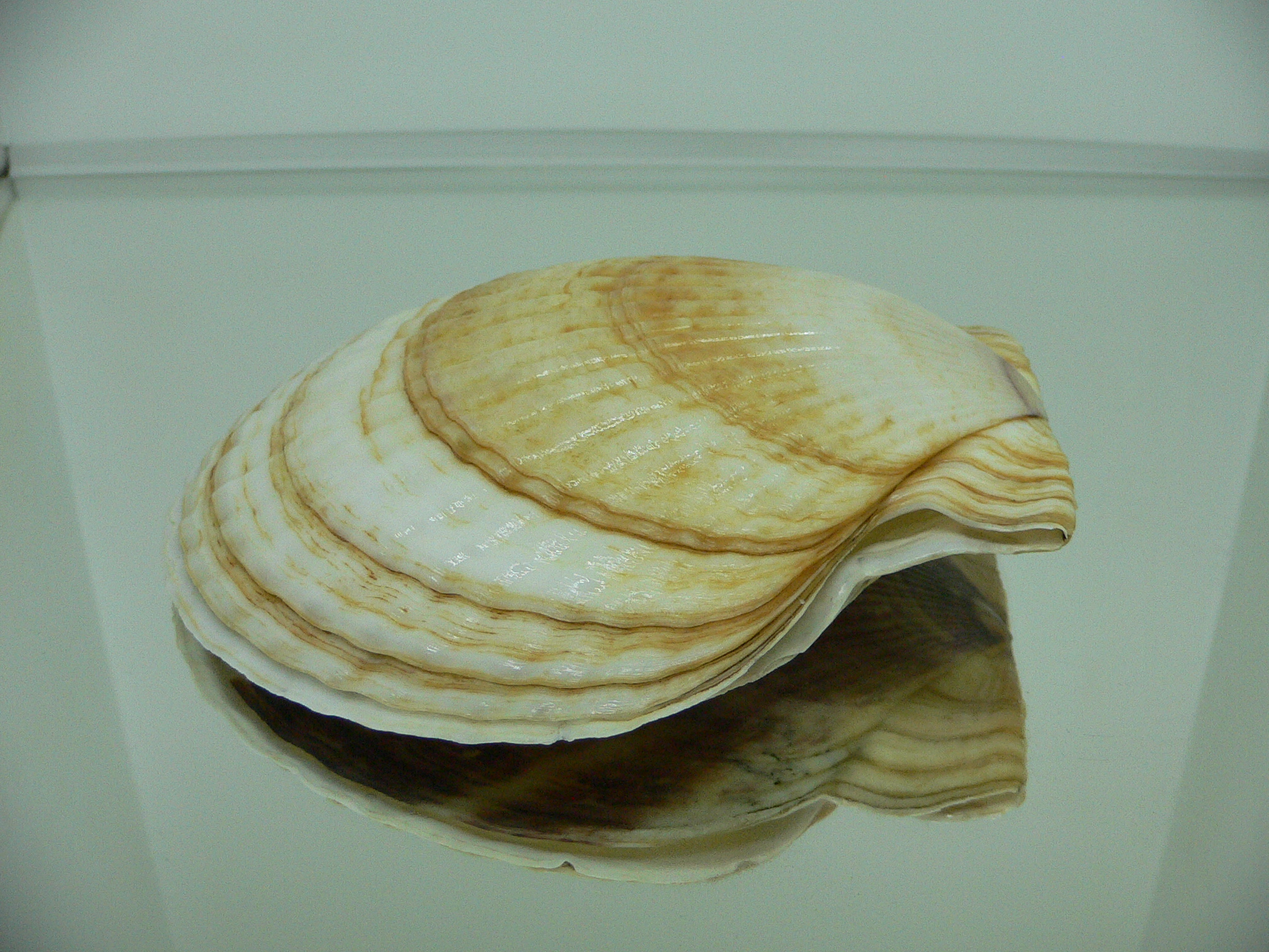 Patinopecten yessoensis YELLOW