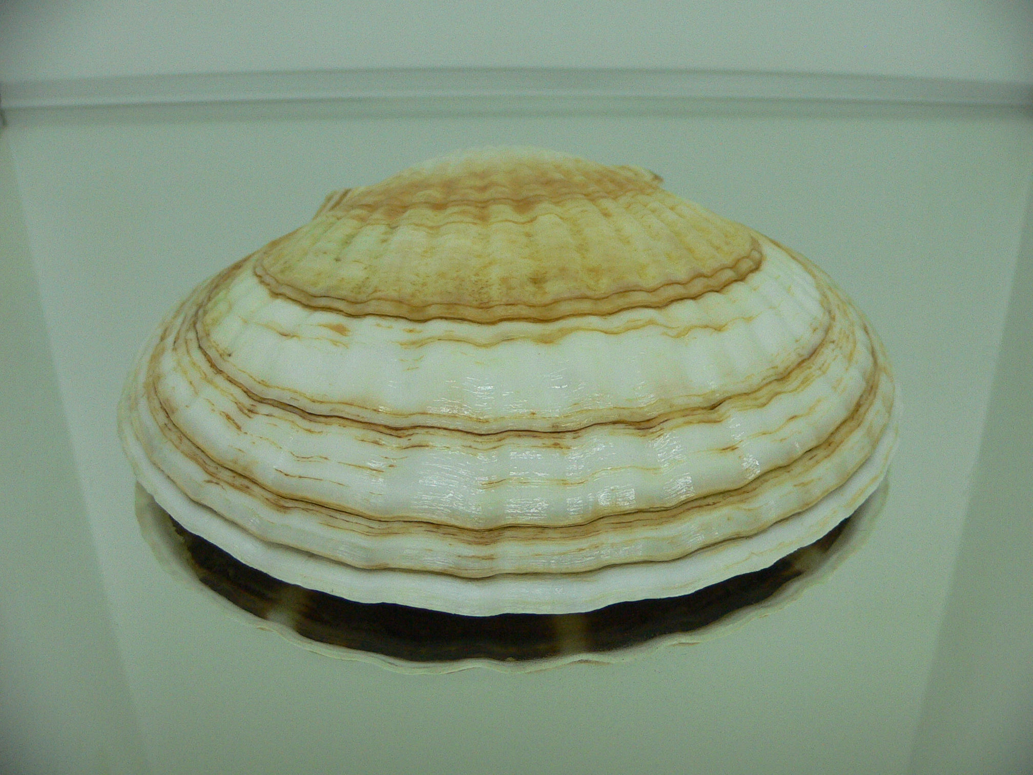 Patinopecten yessoensis YELLOW
